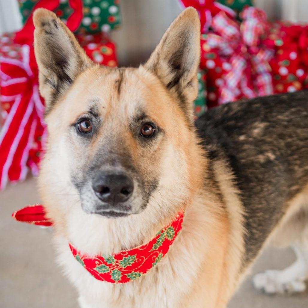 Enlarge Shep, a Adoptable German Shepherd Dog in Tulsa, OK image 4/6
