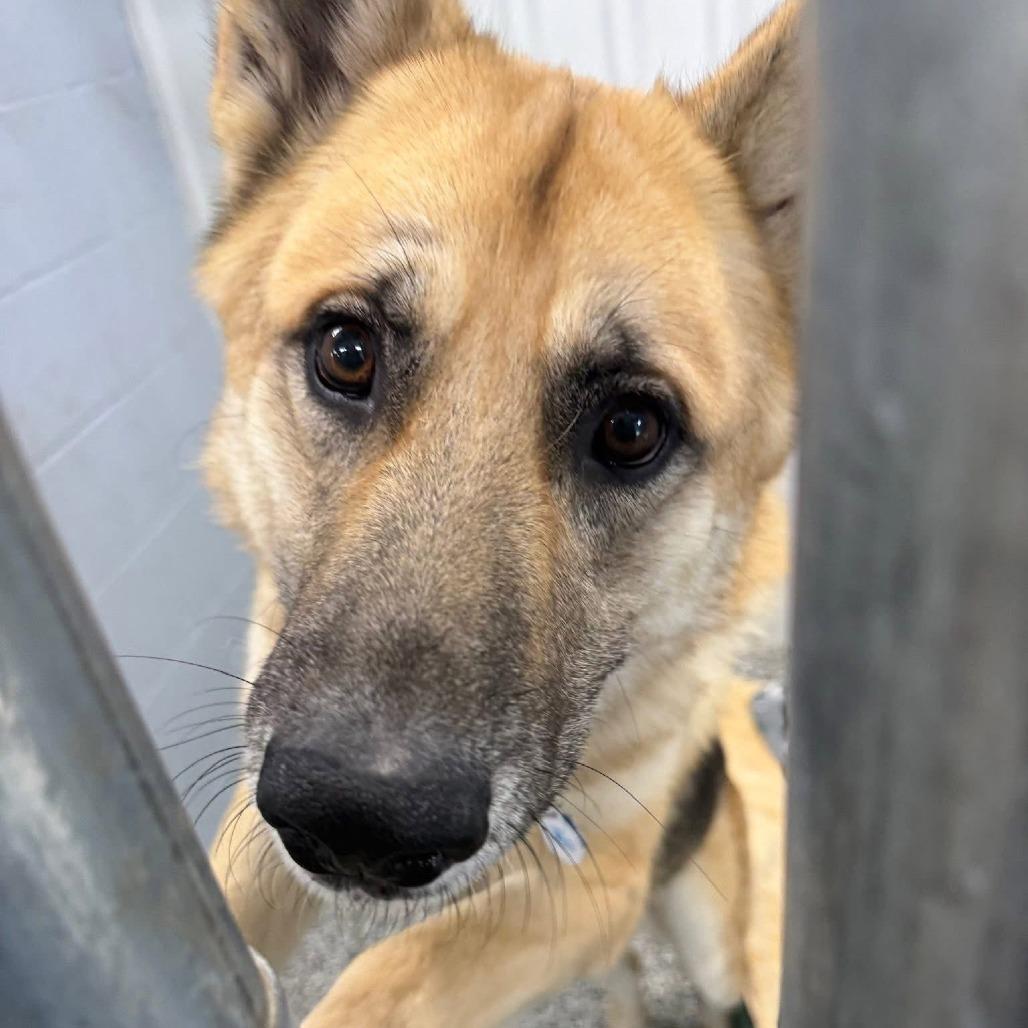 Enlarge Shep, a Adoptable German Shepherd Dog in Tulsa, OK image 6/6