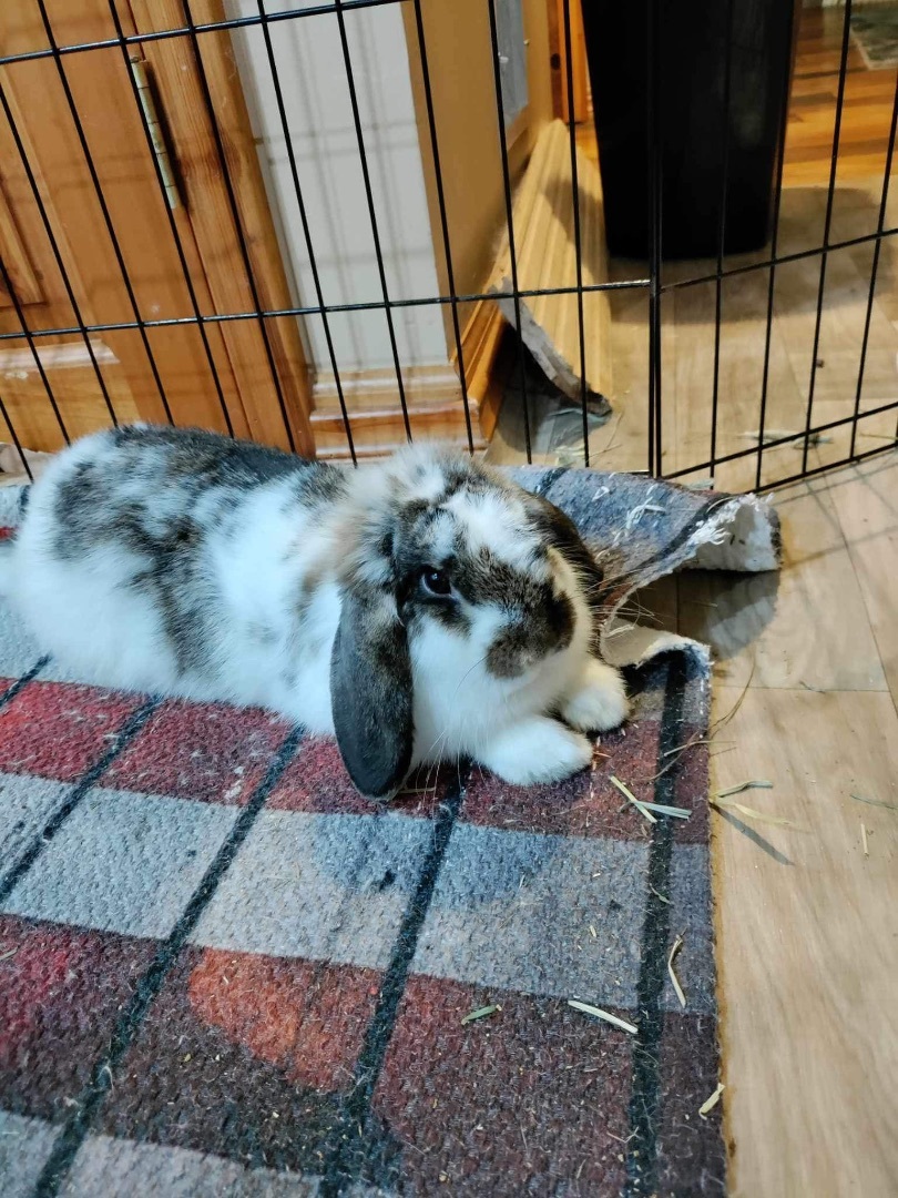 Bella -updated profile, Adopted, Young Female Holland Lop.