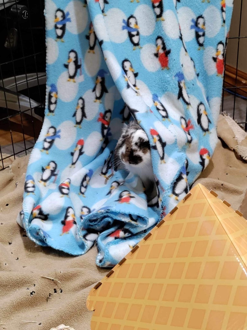 Bella -updated profile, a Adopted Holland Lop in Lockport, IL image 2/5