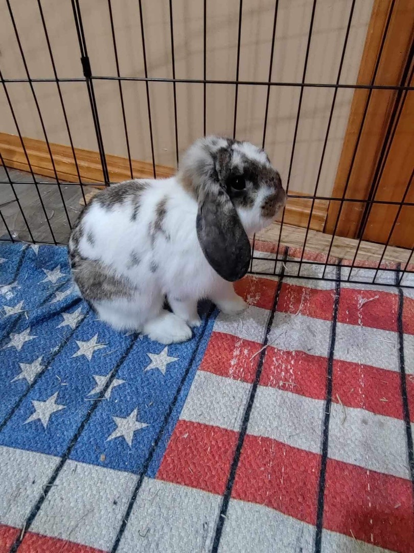 Bella -updated profile, a Adopted Holland Lop in Lockport, IL image 3/5