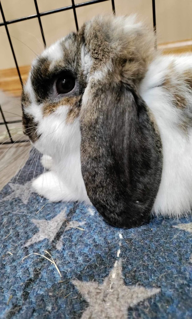 Bella -updated profile, a Adopted Holland Lop in Lockport, IL image 4/5