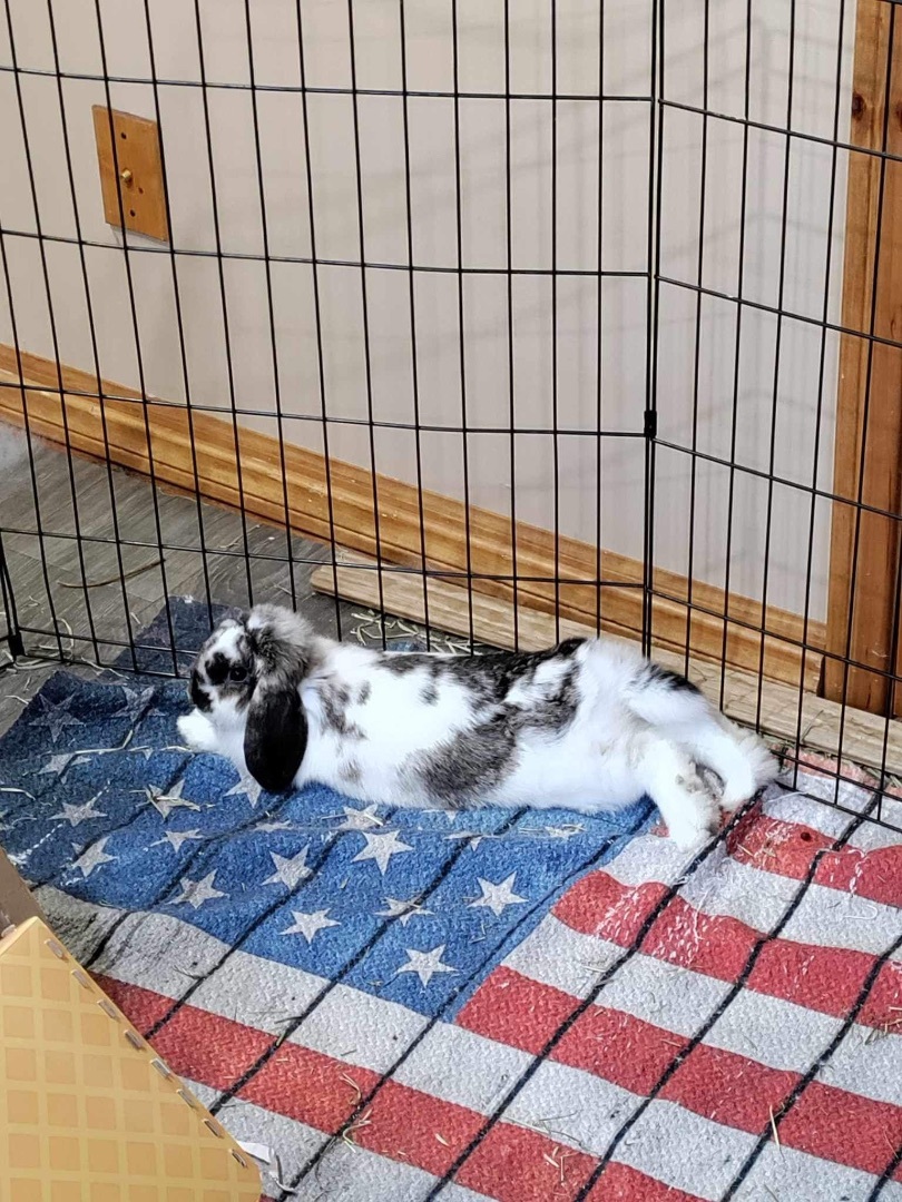 Bella -updated profile, a Adopted Holland Lop in Lockport, IL image 5/5