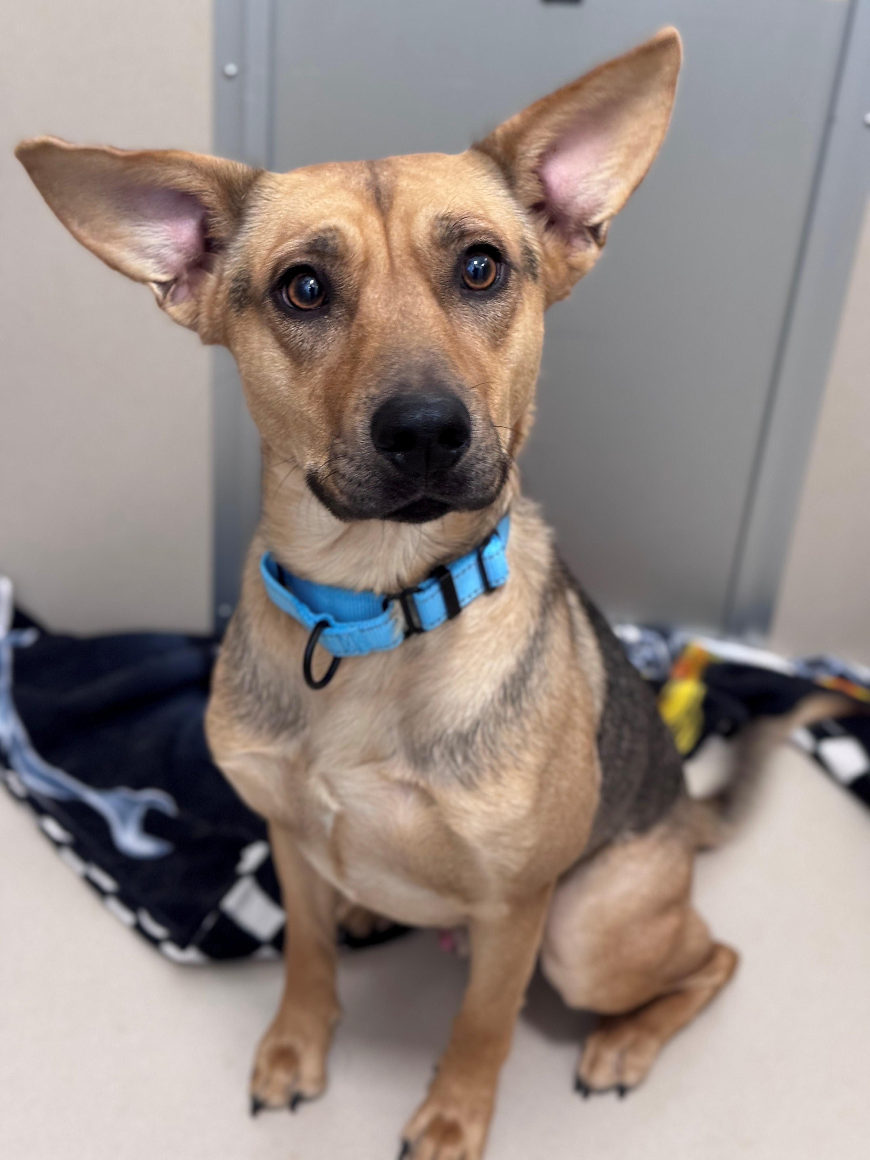 Enlarge Poncho, a Adoptable Mixed Breed in Hackensack, MN image 2/6