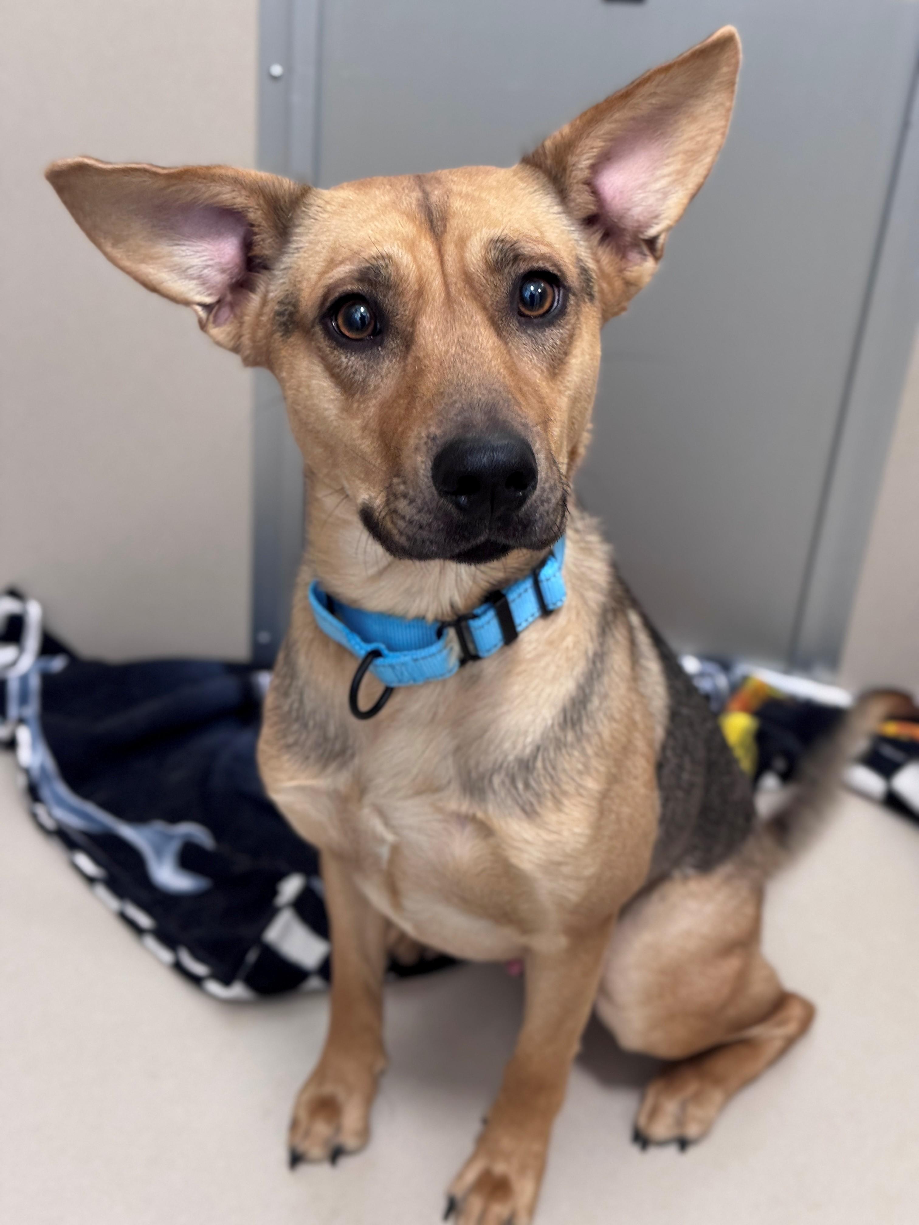 Poncho, Adoptable, Young Male Mixed Breed.