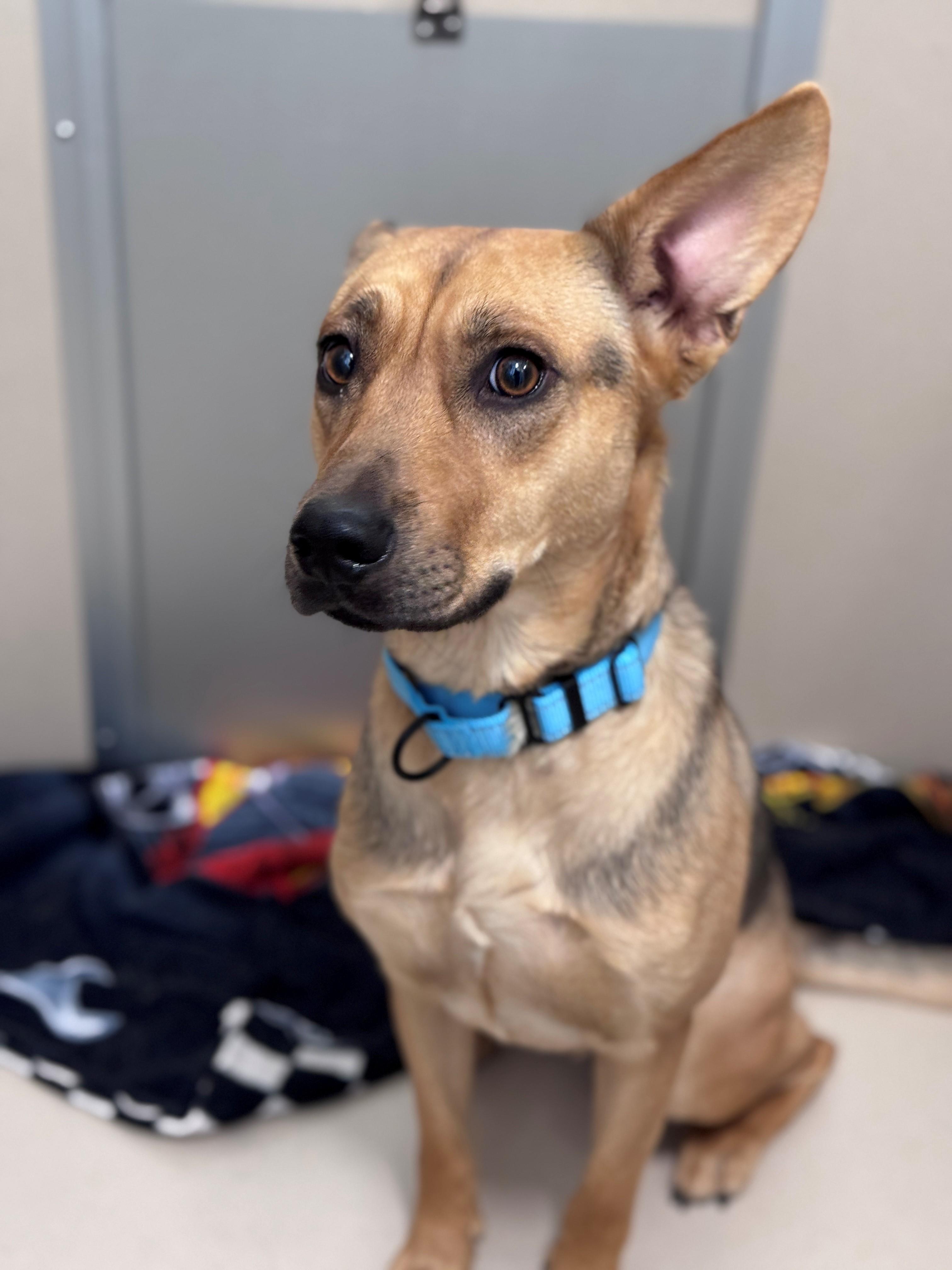Enlarge Poncho, a Adoptable Mixed Breed in Hackensack, MN image 3/6