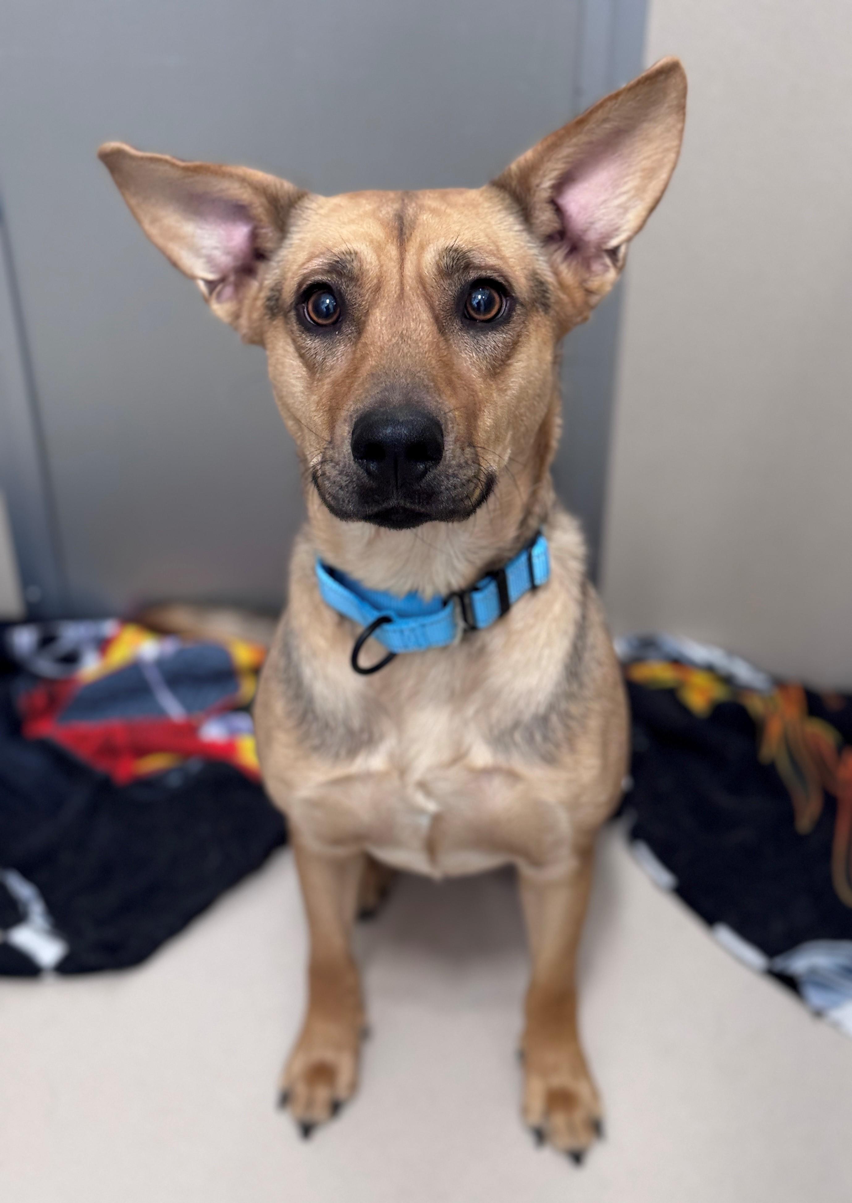 Enlarge Poncho, a Adoptable Mixed Breed in Hackensack, MN image 4/6