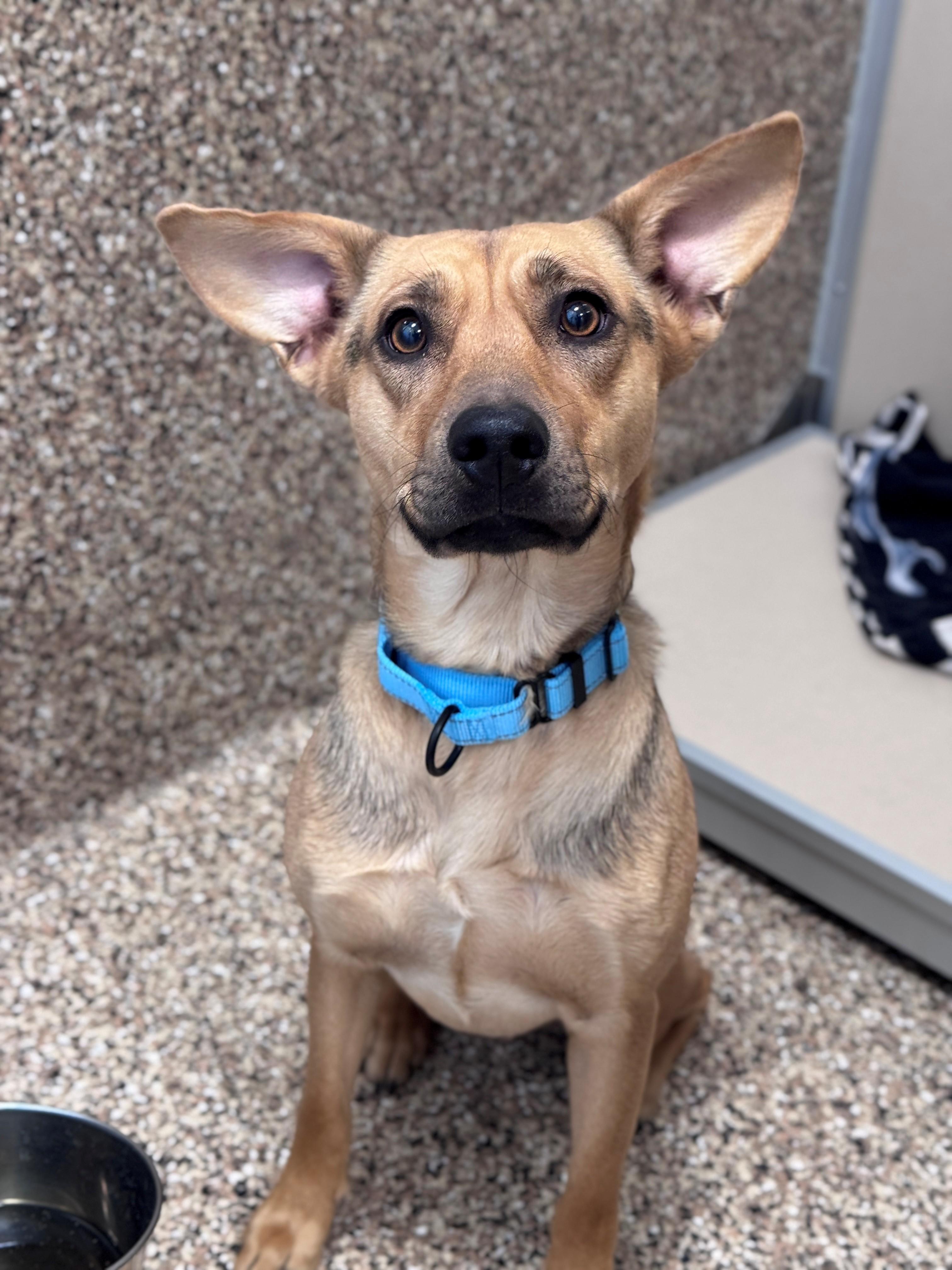 Enlarge Poncho, a Adoptable Mixed Breed in Hackensack, MN image 6/6