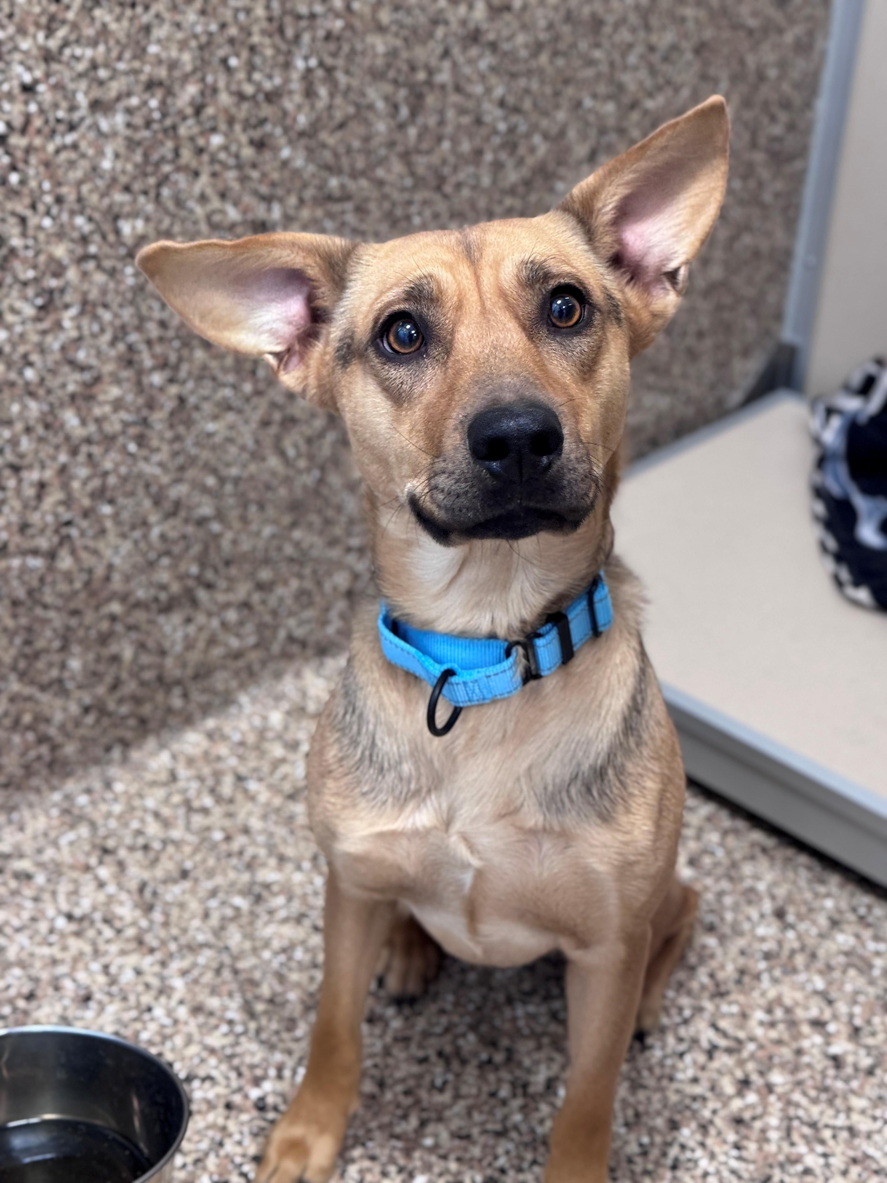 Enlarge Poncho, a Adoptable Mixed Breed in Hackensack, MN image 5/6