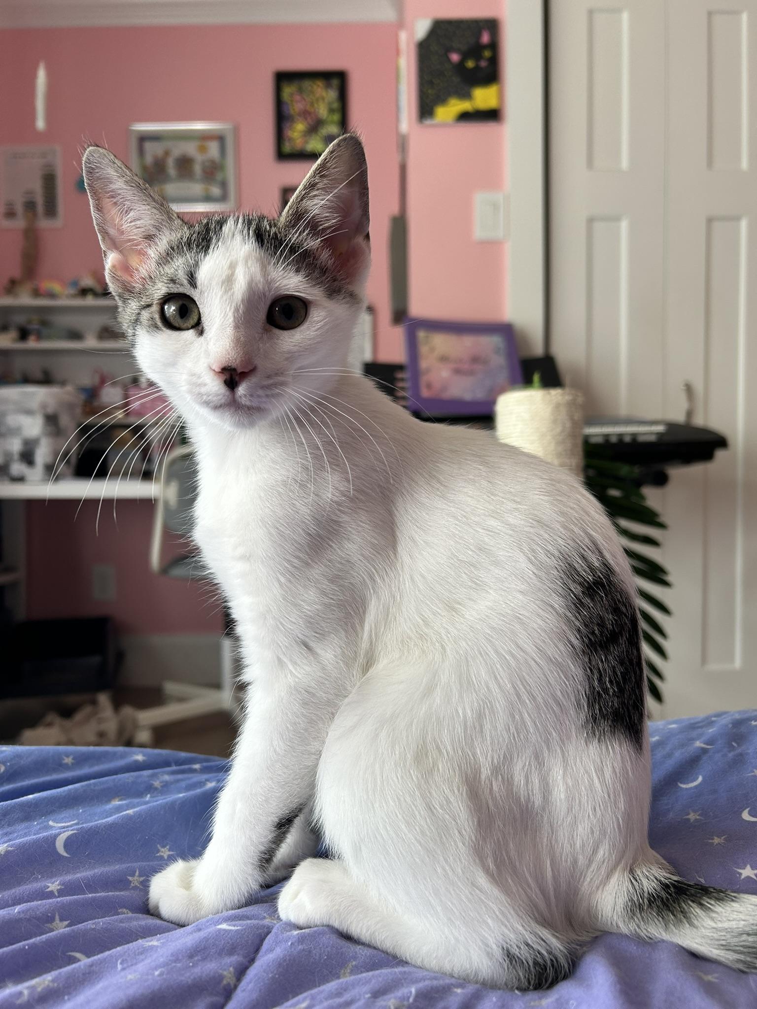 Rainy, adopted, Kitten Female Domestic Short Hair.