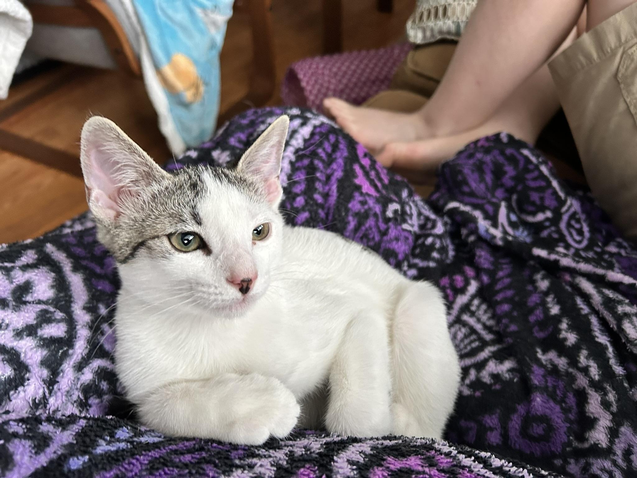 Rainy, an adopted Domestic Short Hair in Allentown, PA image 2/5