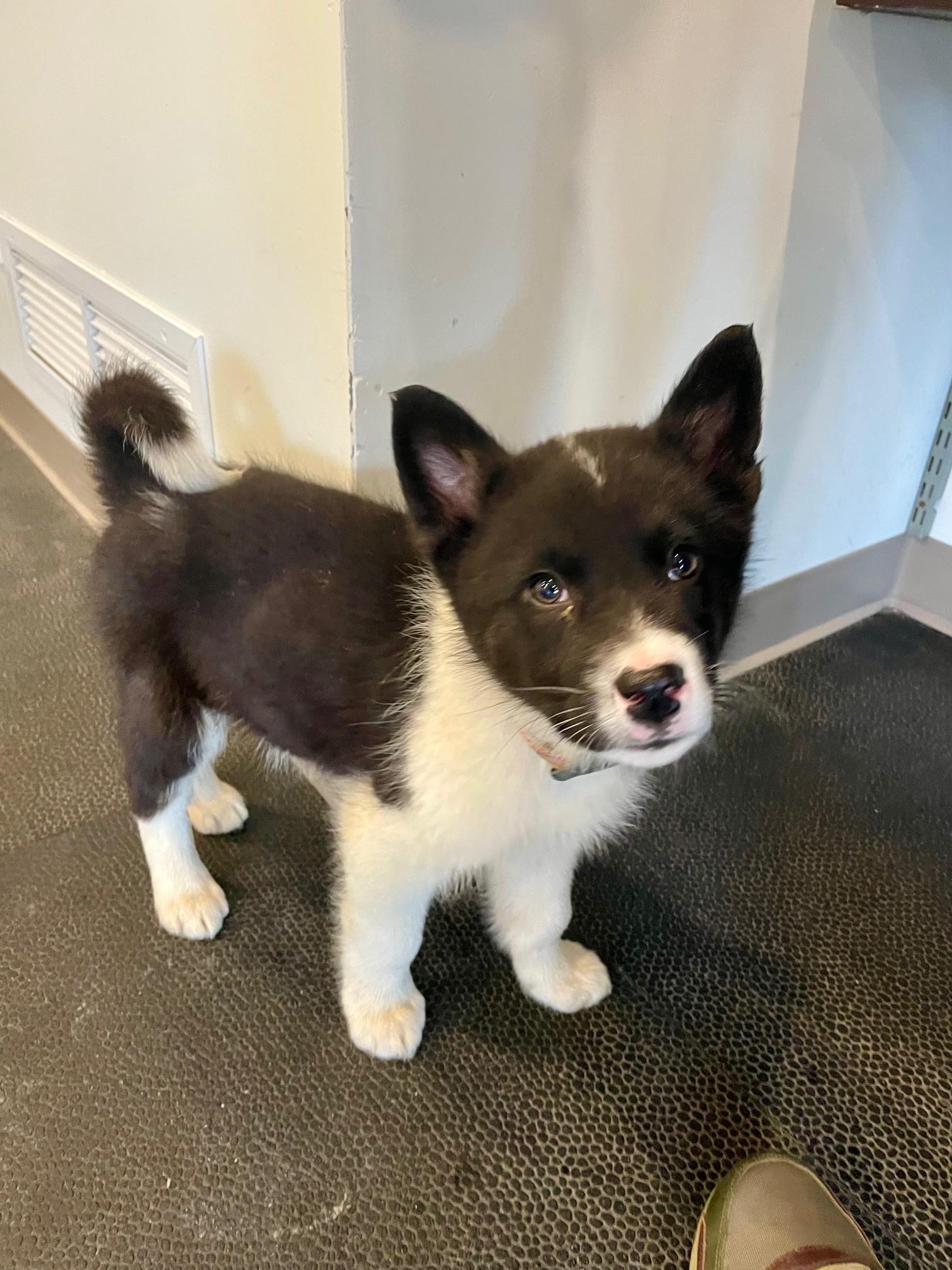 Harry, an adopted mixed breed in STE-MARGUERITE-DU-LAC-MASSON, QC image 3/3