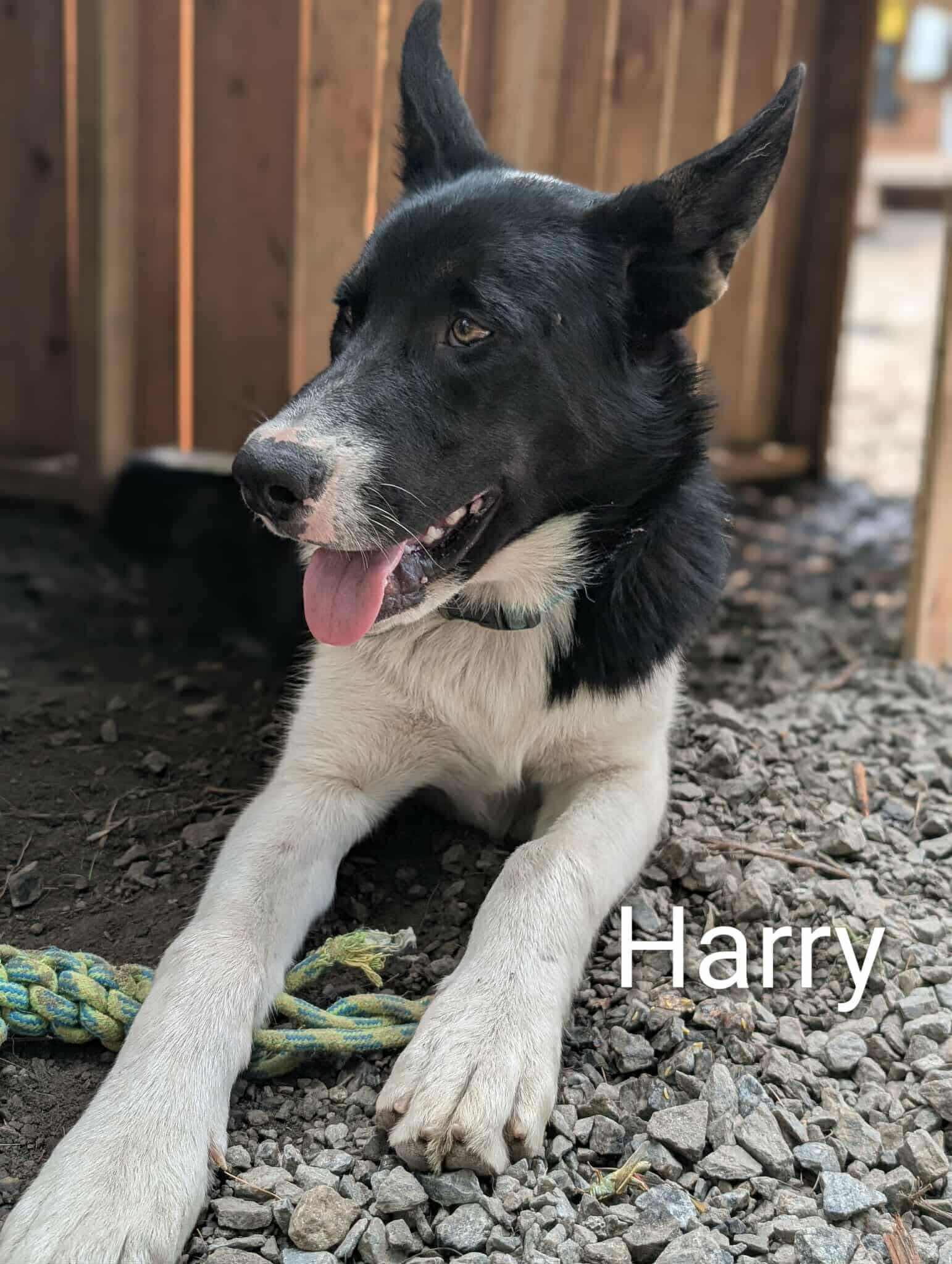 Harry, Adoptable, Young Male Husky.