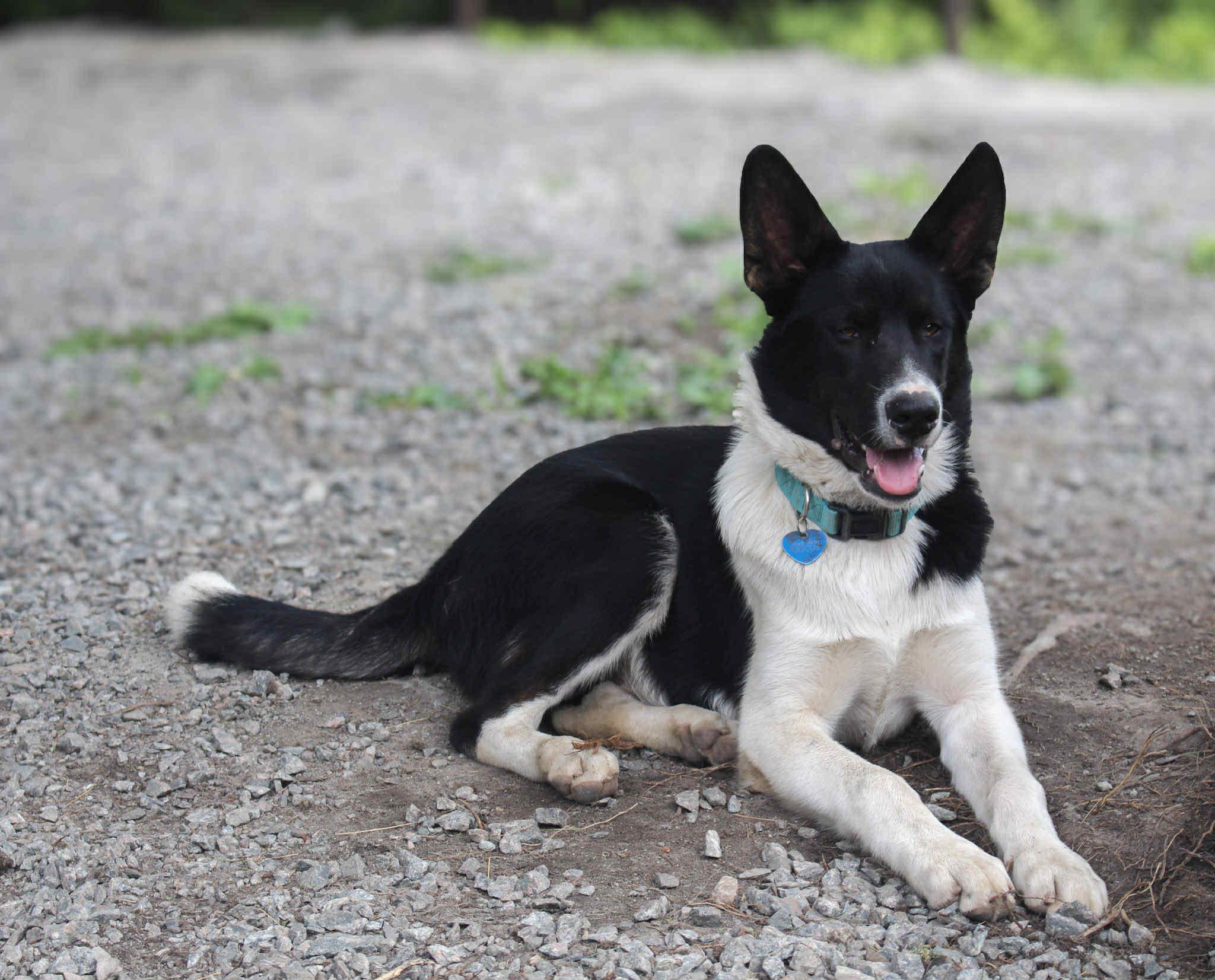 Harry, an adopted mixed breed in STE-MARGUERITE-DU-LAC-MASSON, QC image 2/3