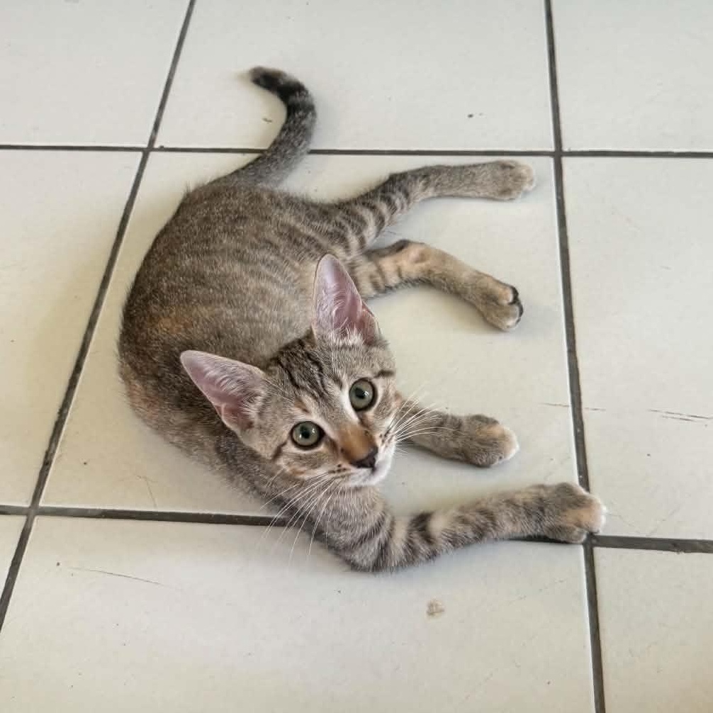 Enlarge Cleo, a ADOPTABLE Domestic Short Hair in Warren, NJ image 2/2
