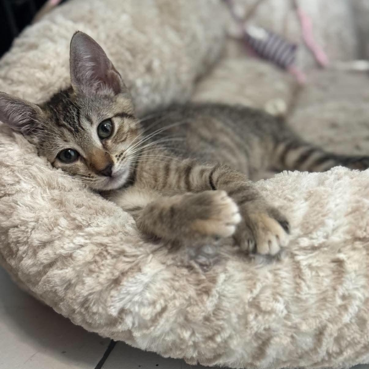Enlarge Cleo, a ADOPTABLE Domestic Short Hair in Warren, NJ image 1/2