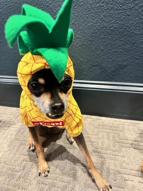 Gus, ADOPTABLE, Senior Male Miniature Pinscher.