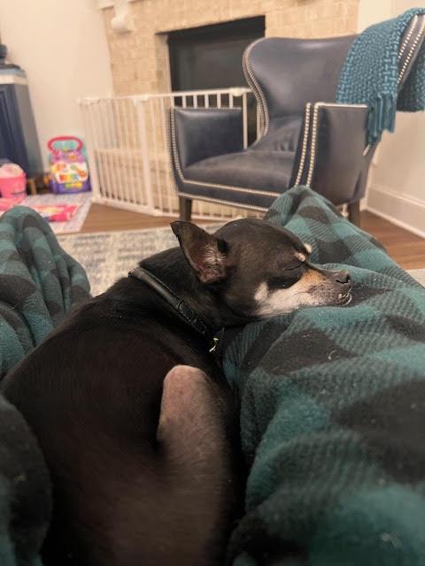 Gus, a ADOPTABLE mixed breed in Dallas, TX image 2/4