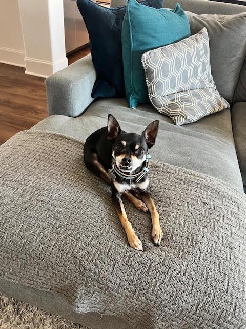 Gus, a ADOPTABLE mixed breed in Dallas, TX image 4/4