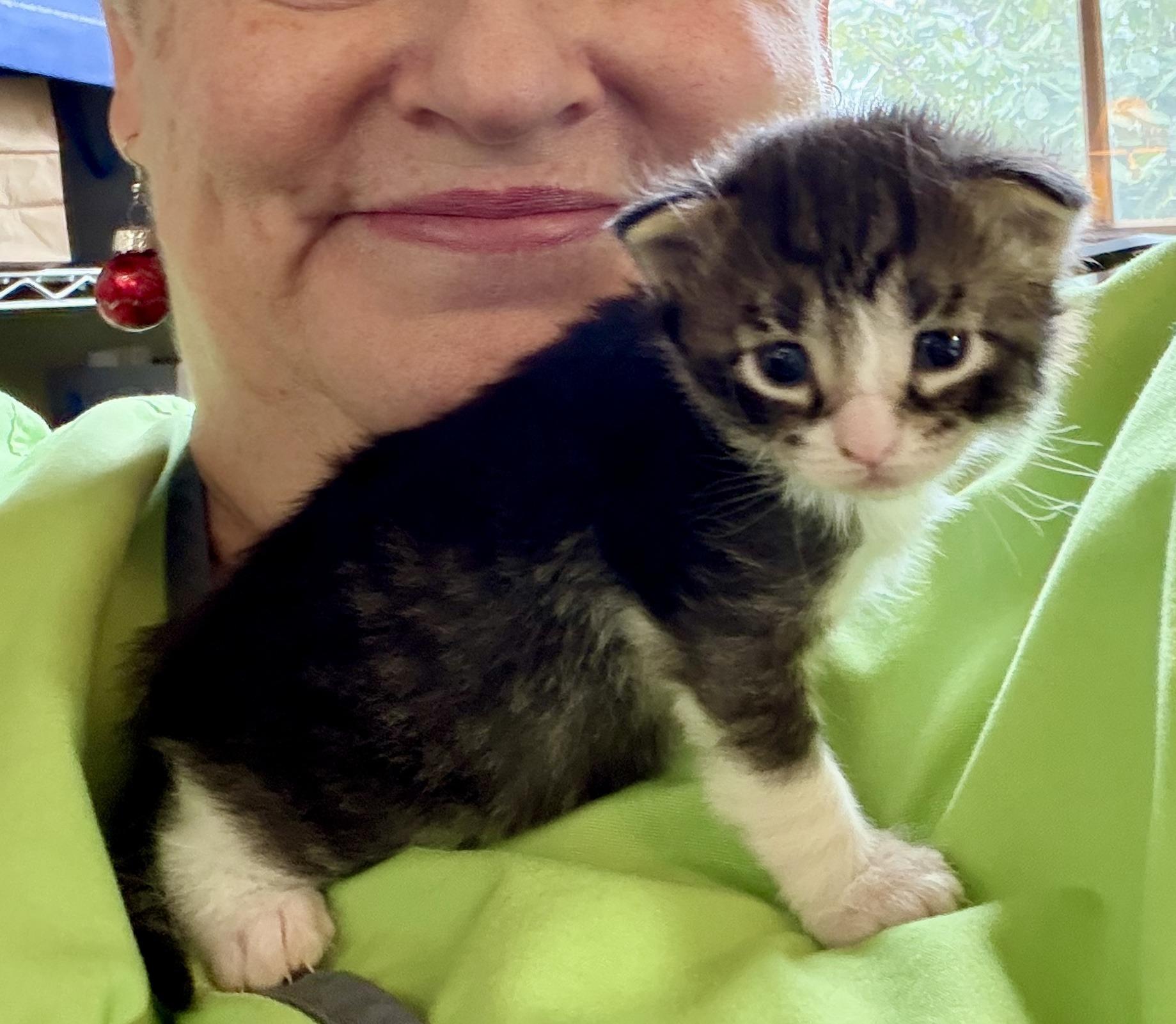 Pearl, ADOPTABLE, Kitten Female American Shorthair.