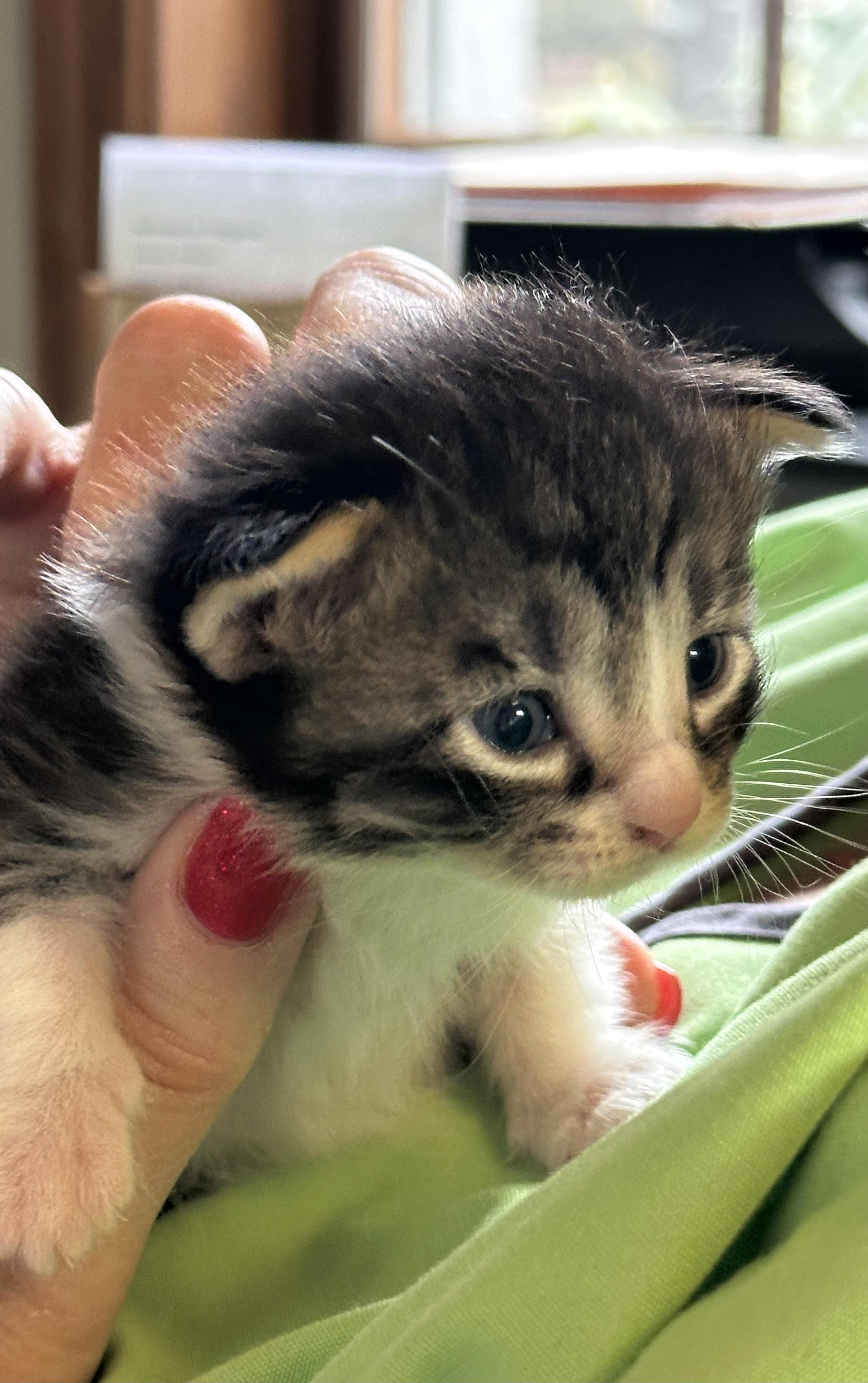 Pearl, a ADOPTABLE American Shorthair in Lyndhurst, OH image 2/3