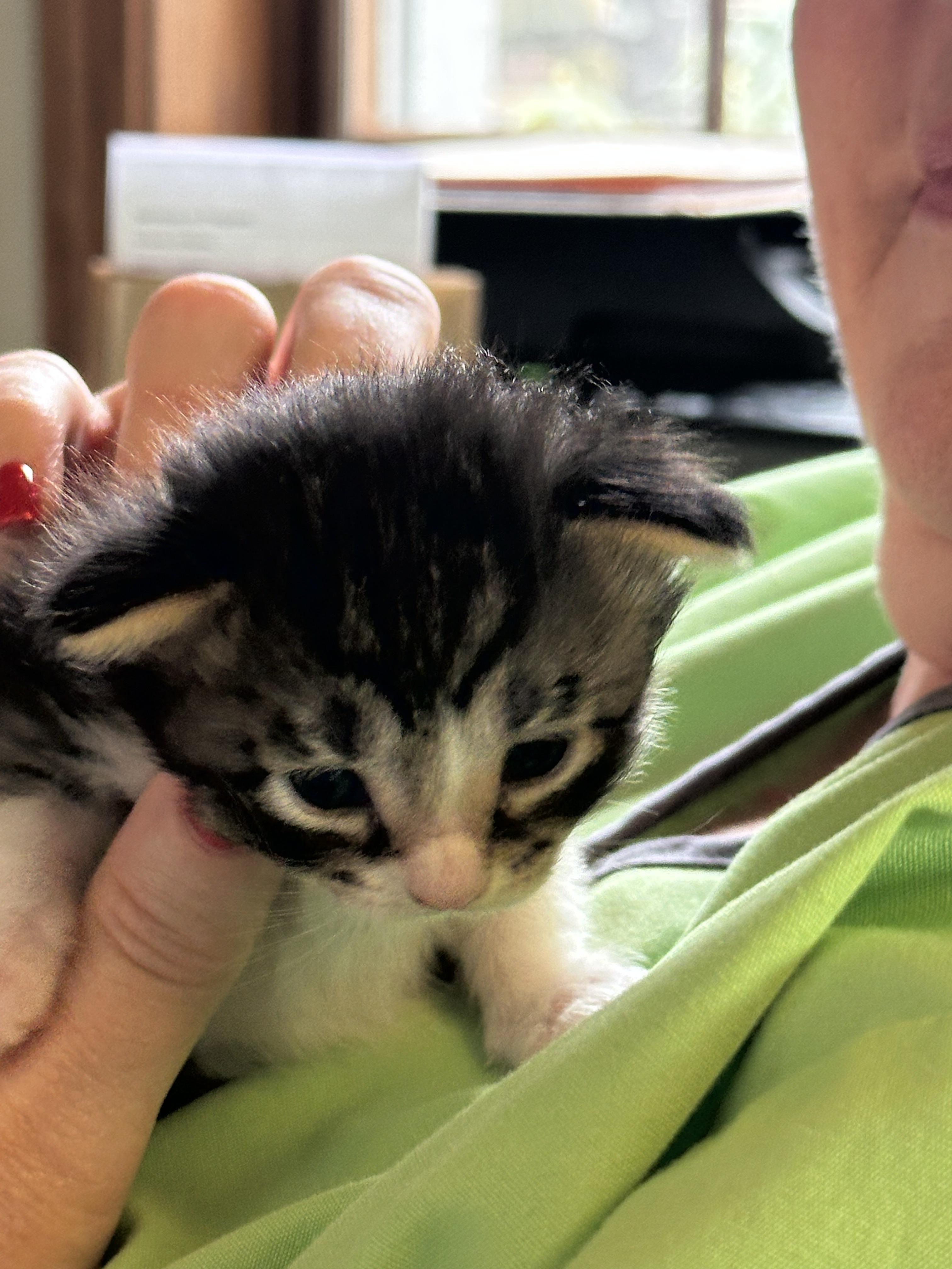 Pearl, a ADOPTABLE American Shorthair in Lyndhurst, OH image 3/3