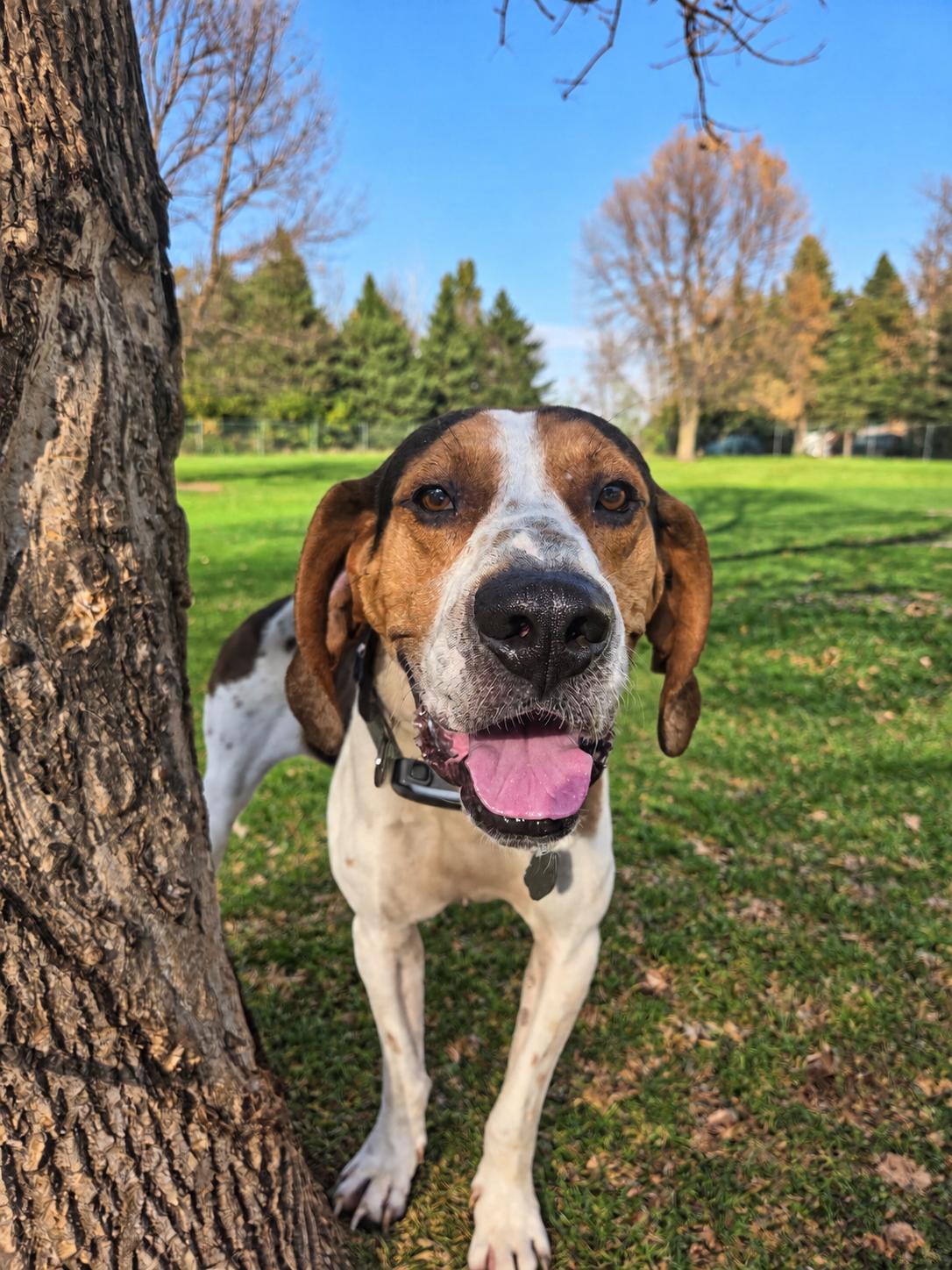 Enlarge Rudy, a Adoptable Treeing Walker Coonhound in Crystal, MN image 1/3