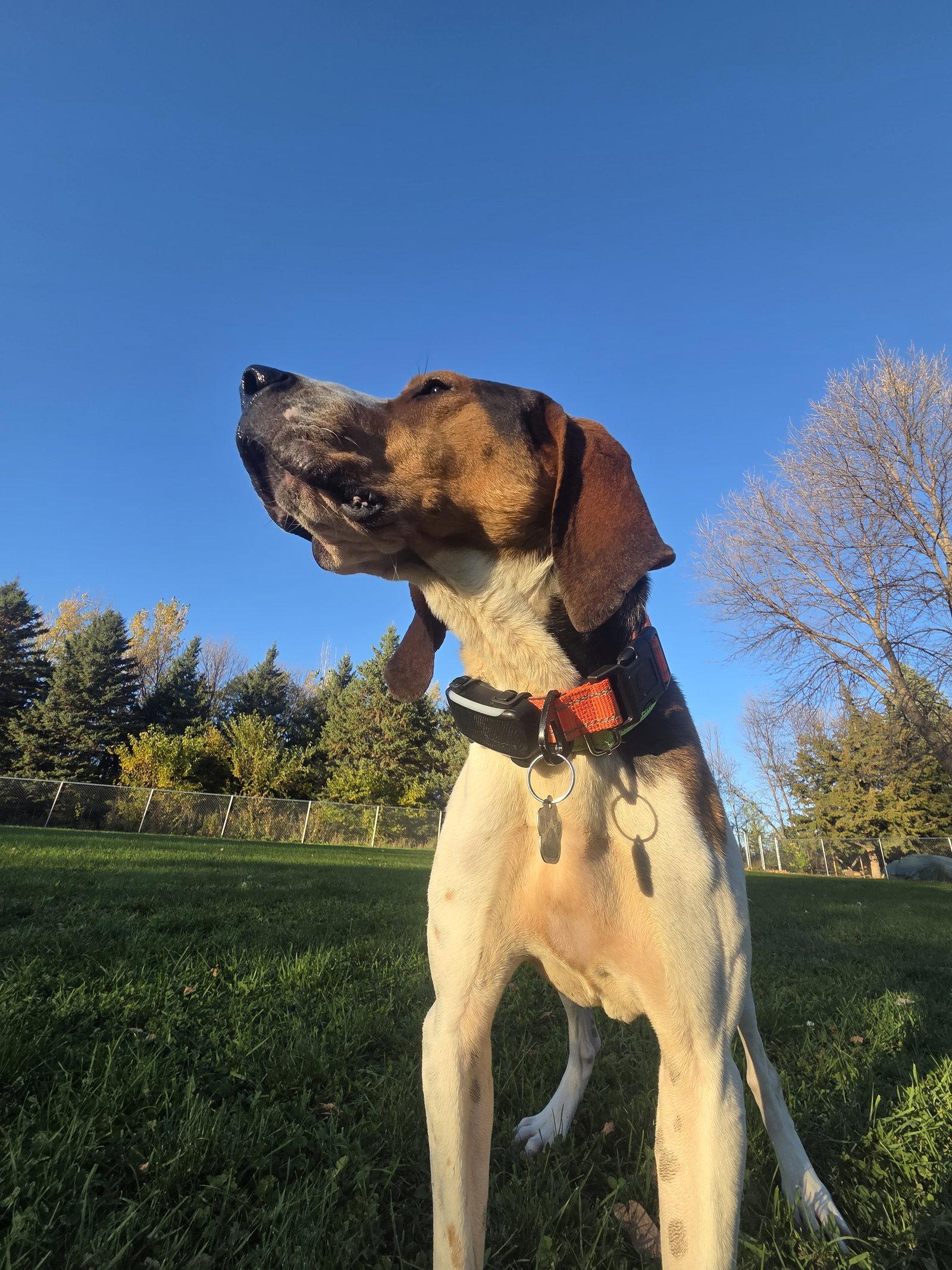 Enlarge Rudy, a Adoptable Treeing Walker Coonhound in Crystal, MN image 2/3