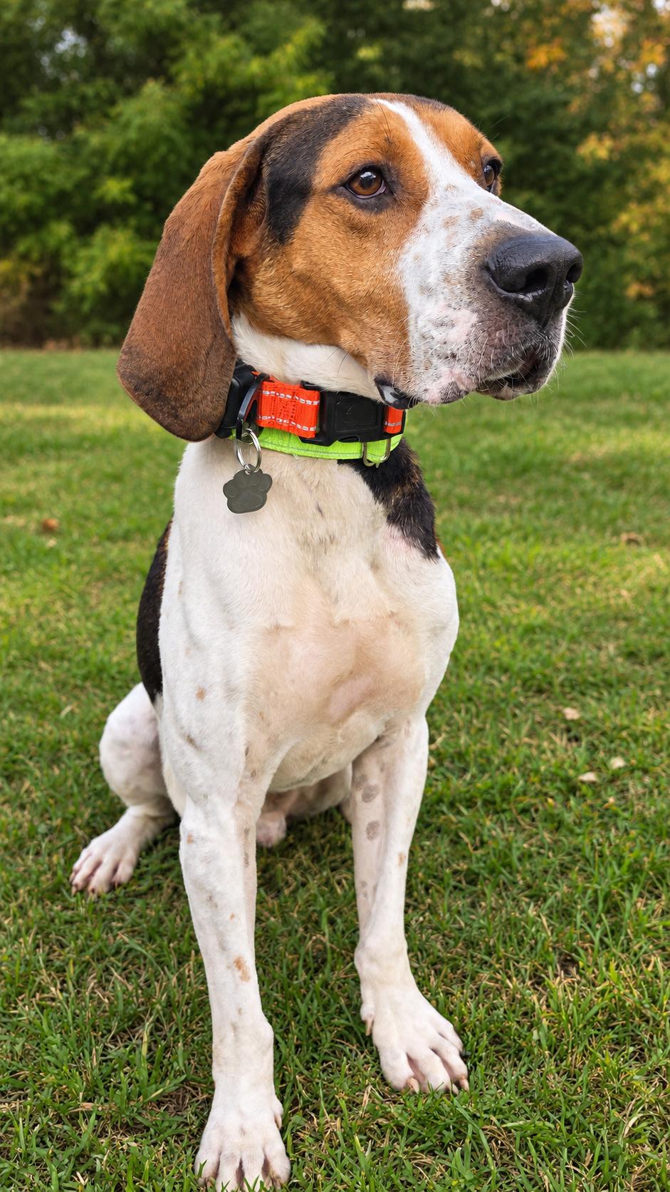 Enlarge Rudy, a Adoptable Treeing Walker Coonhound in Crystal, MN image 3/3