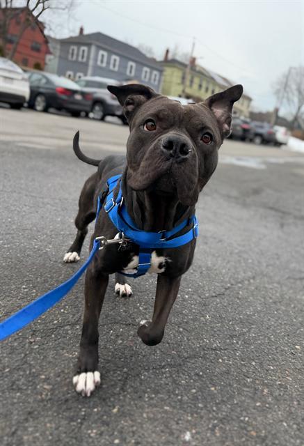 ANGEL, Adoptable, Adult Female Cane Corso.