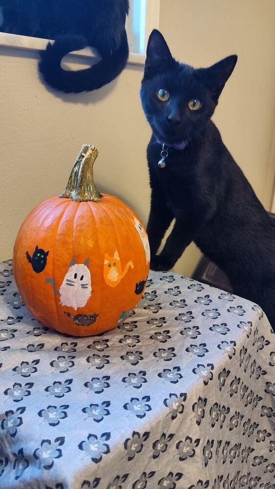 Hope, Adoptable, Kitten Female Domestic Short Hair.