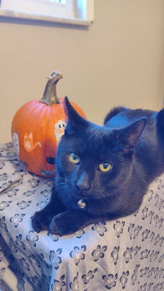 Enlarge Hope, a Adoptable Domestic Short Hair in DELTONA, FL image 2/4