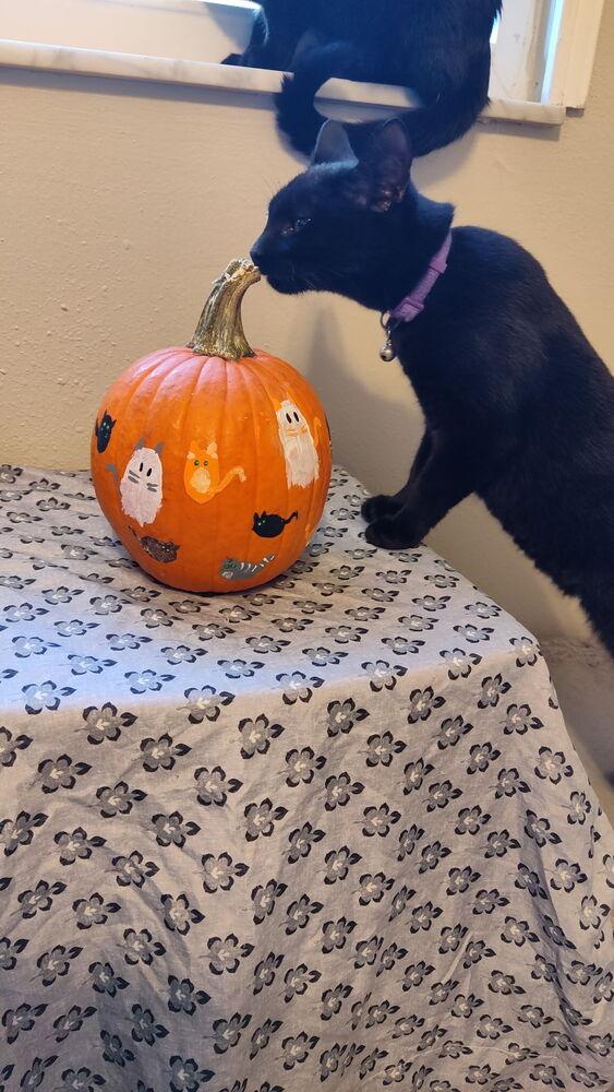 Enlarge Hope, a Adoptable Domestic Short Hair in DELTONA, FL image 3/4