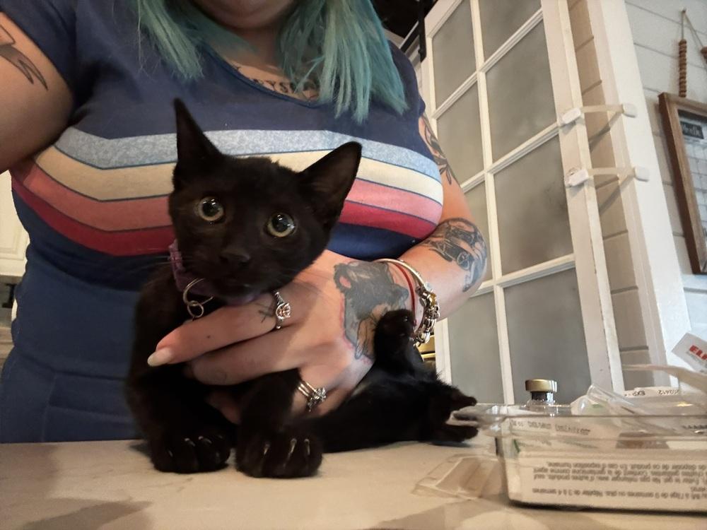 Enlarge Hope, a Adoptable Domestic Short Hair in DELTONA, FL image 4/4