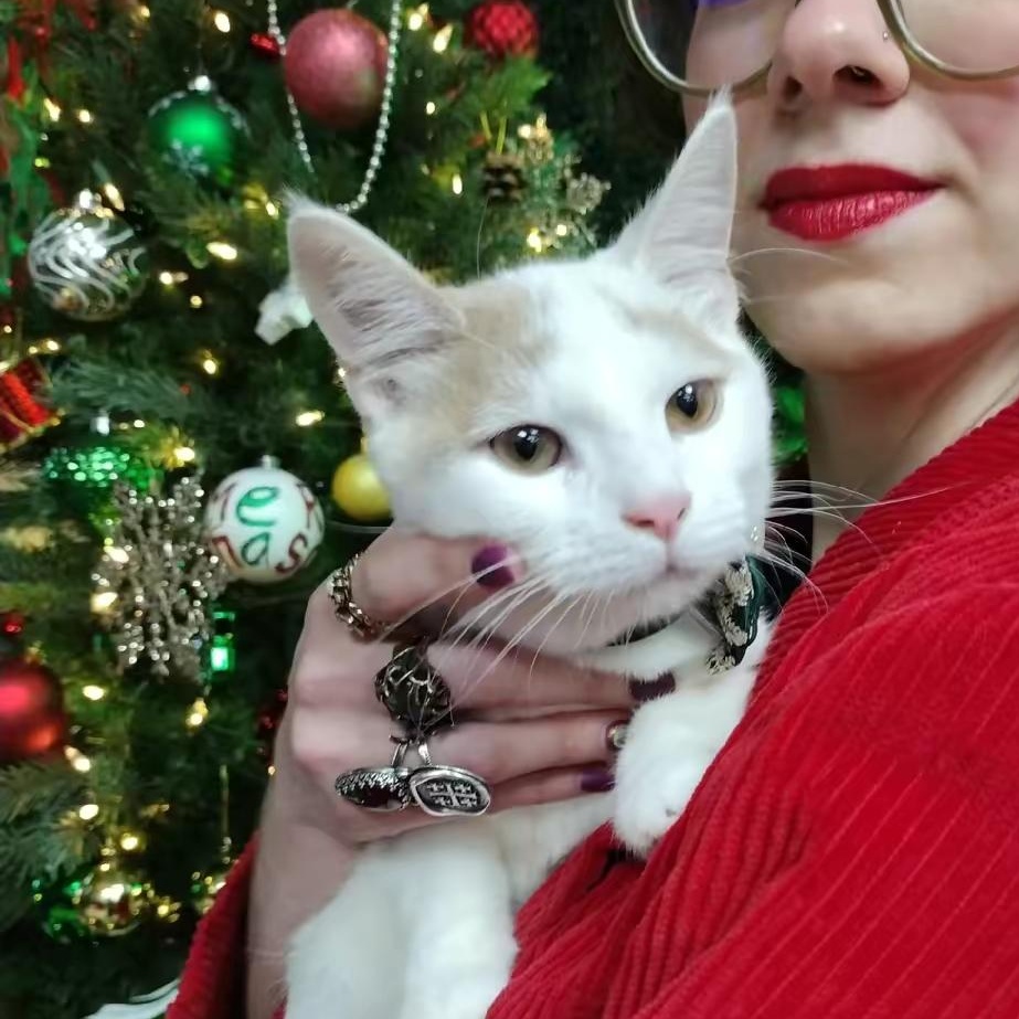 Enlarge Mango Pumpkin Pie , a ADOPTABLE Domestic Short Hair in Brooklyn, NY image 3/3