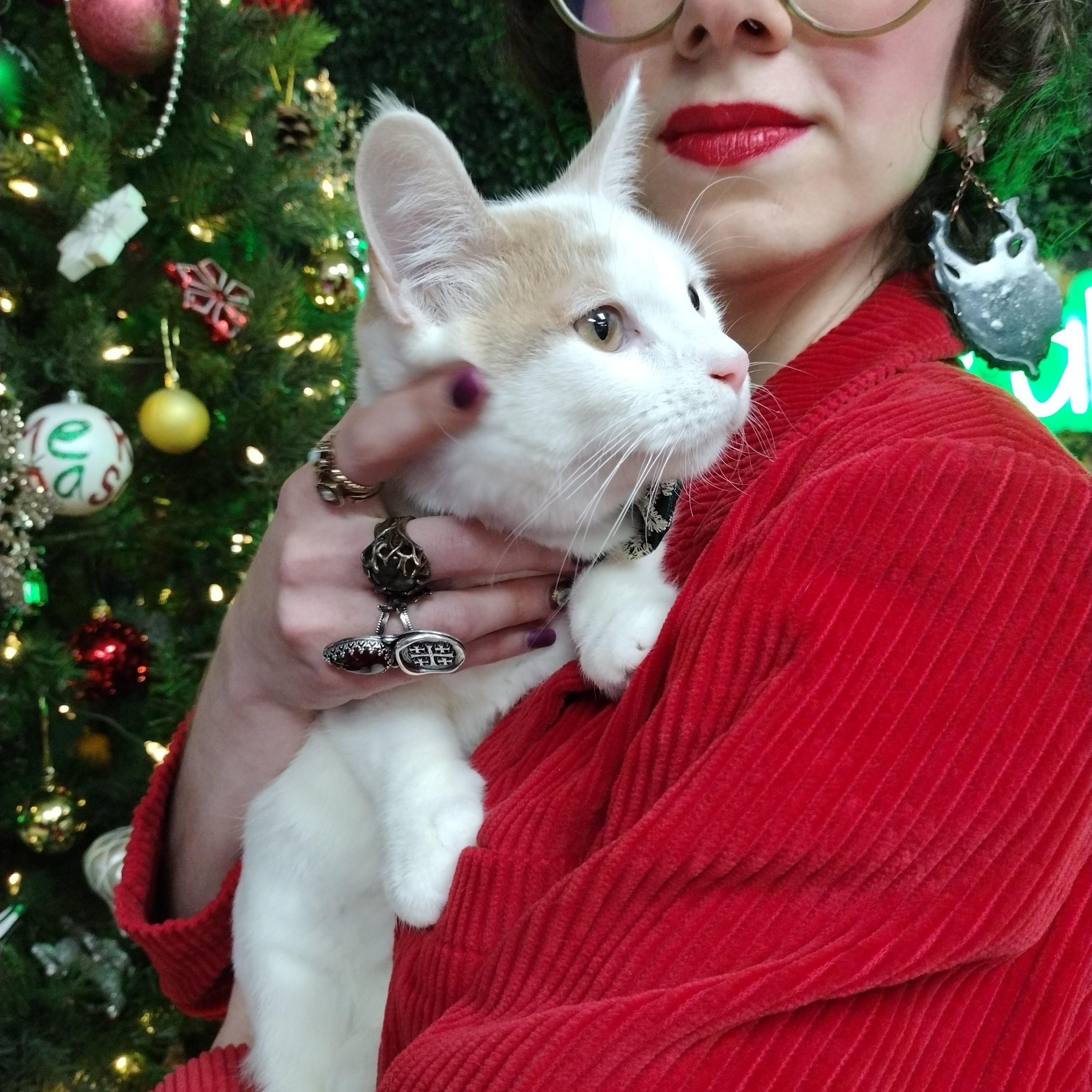 Enlarge Mango Pumpkin Pie , a ADOPTABLE Domestic Short Hair in Brooklyn, NY image 2/3