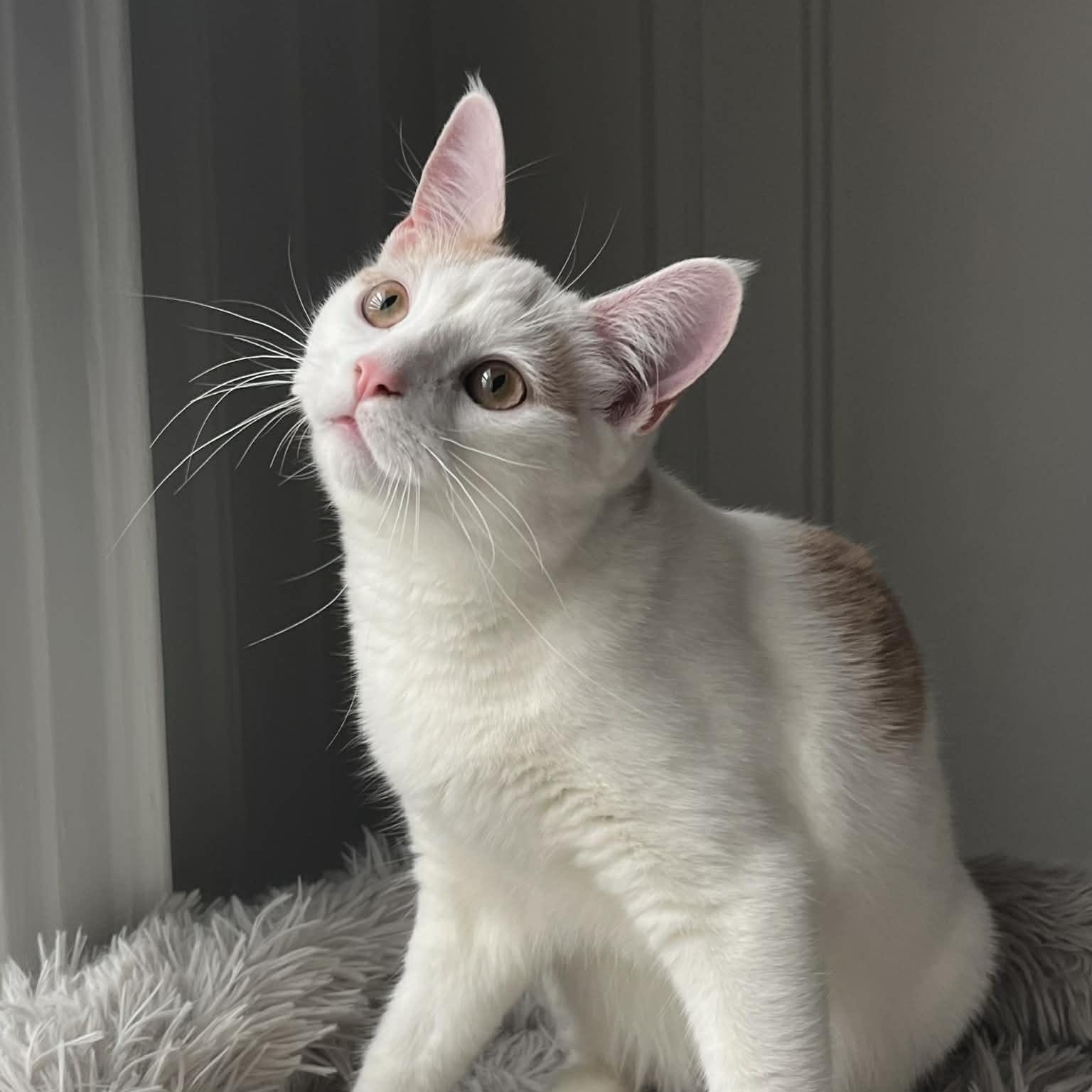 Mango Pumpkin Pie , ADOPTABLE, Kitten Male Domestic Short Hair.