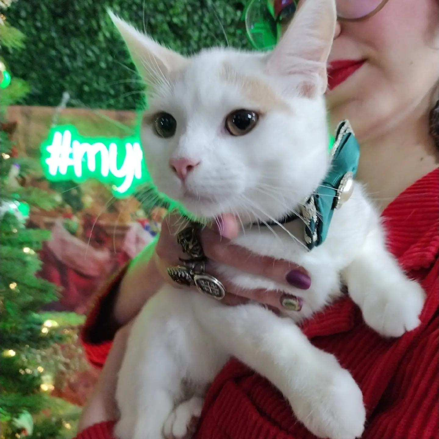 Mango Pumpkin Pie , ADOPTABLE, Kitten Male Domestic Short Hair.