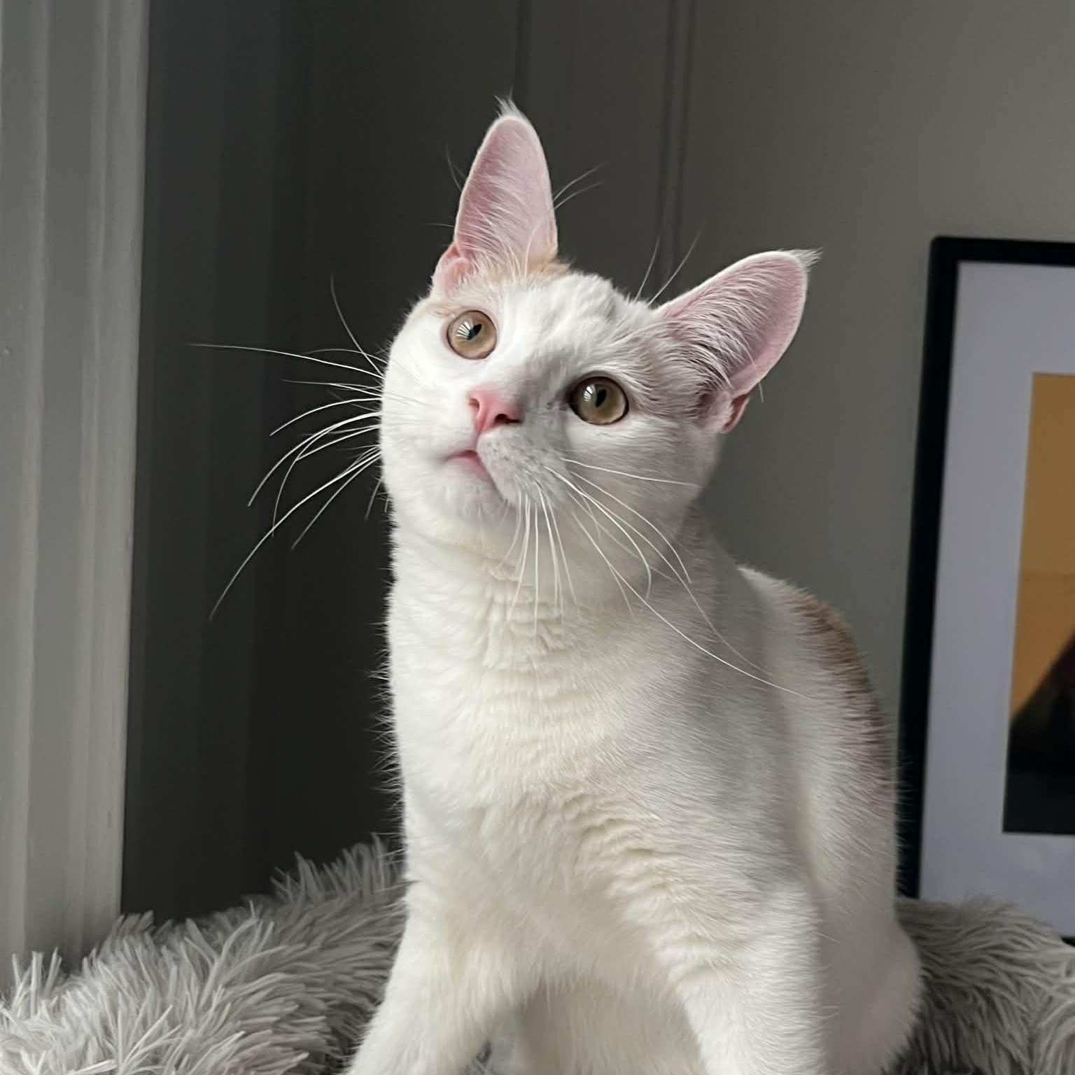 Enlarge Mango Pumpkin Pie , a ADOPTABLE Domestic Short Hair in Brooklyn, NY image 3/5