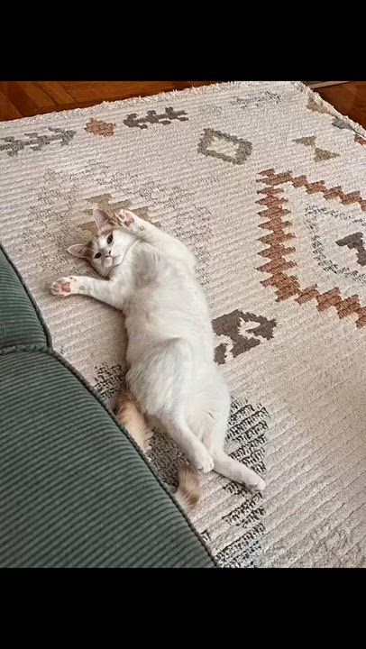 Enlarge Mango Pumpkin Pie , a ADOPTABLE Domestic Short Hair in Brooklyn, NY video 1/6