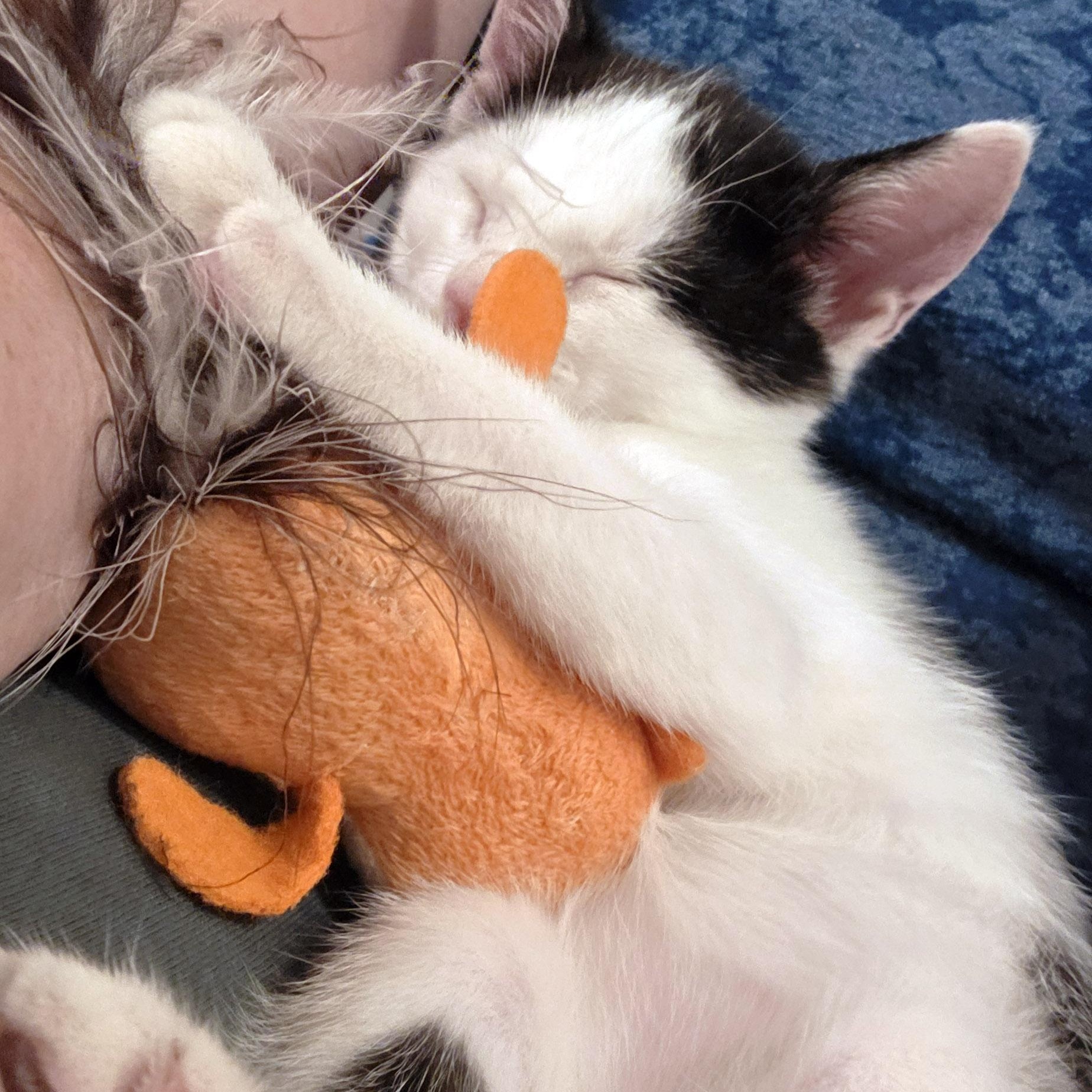 Enlarge Ira, a Adoptable mixed breed in Chicago, IL image 5/6