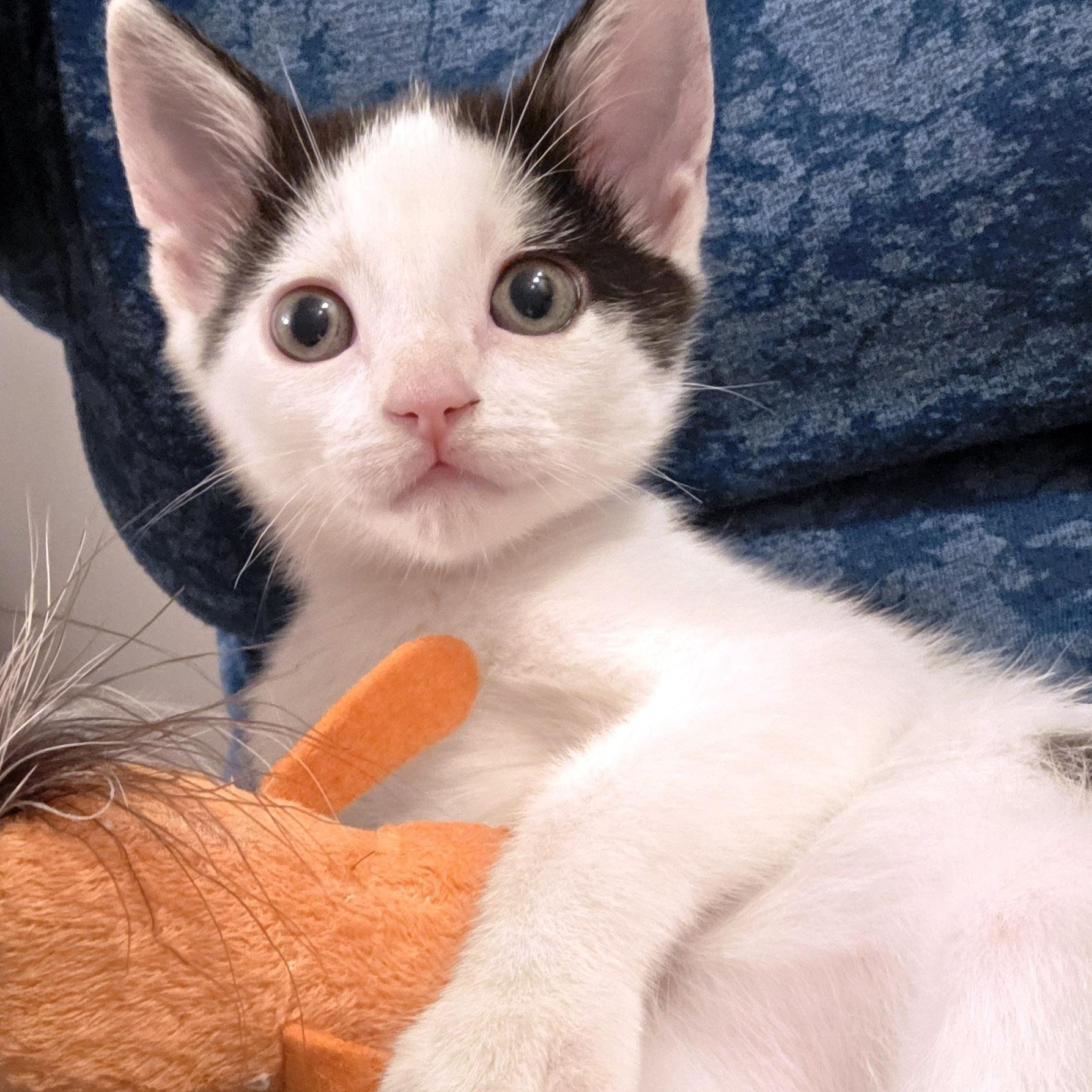 Enlarge Ira, a Adoptable mixed breed in Chicago, IL image 1/6