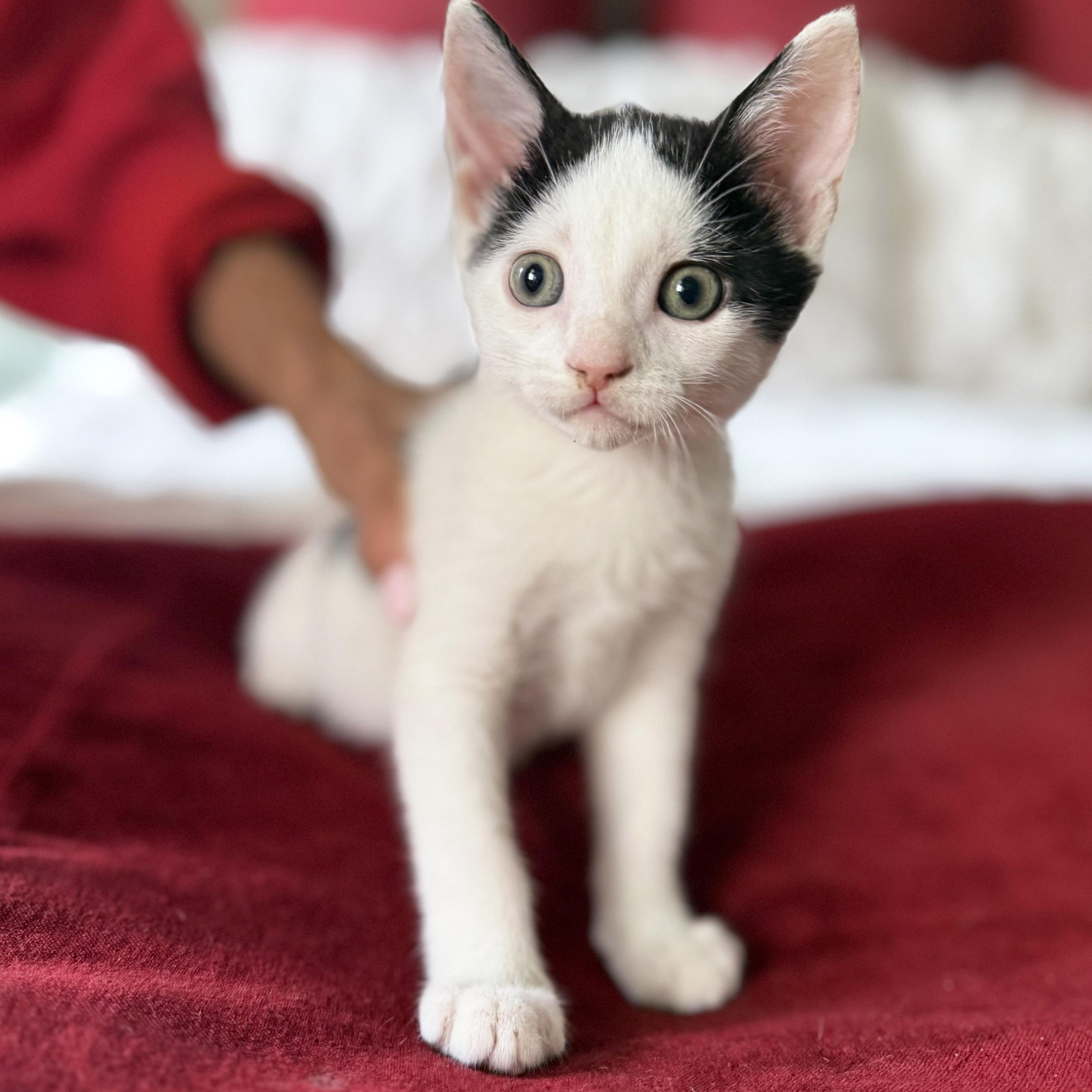 Enlarge Ira, a Adoptable mixed breed in Chicago, IL image 2/6