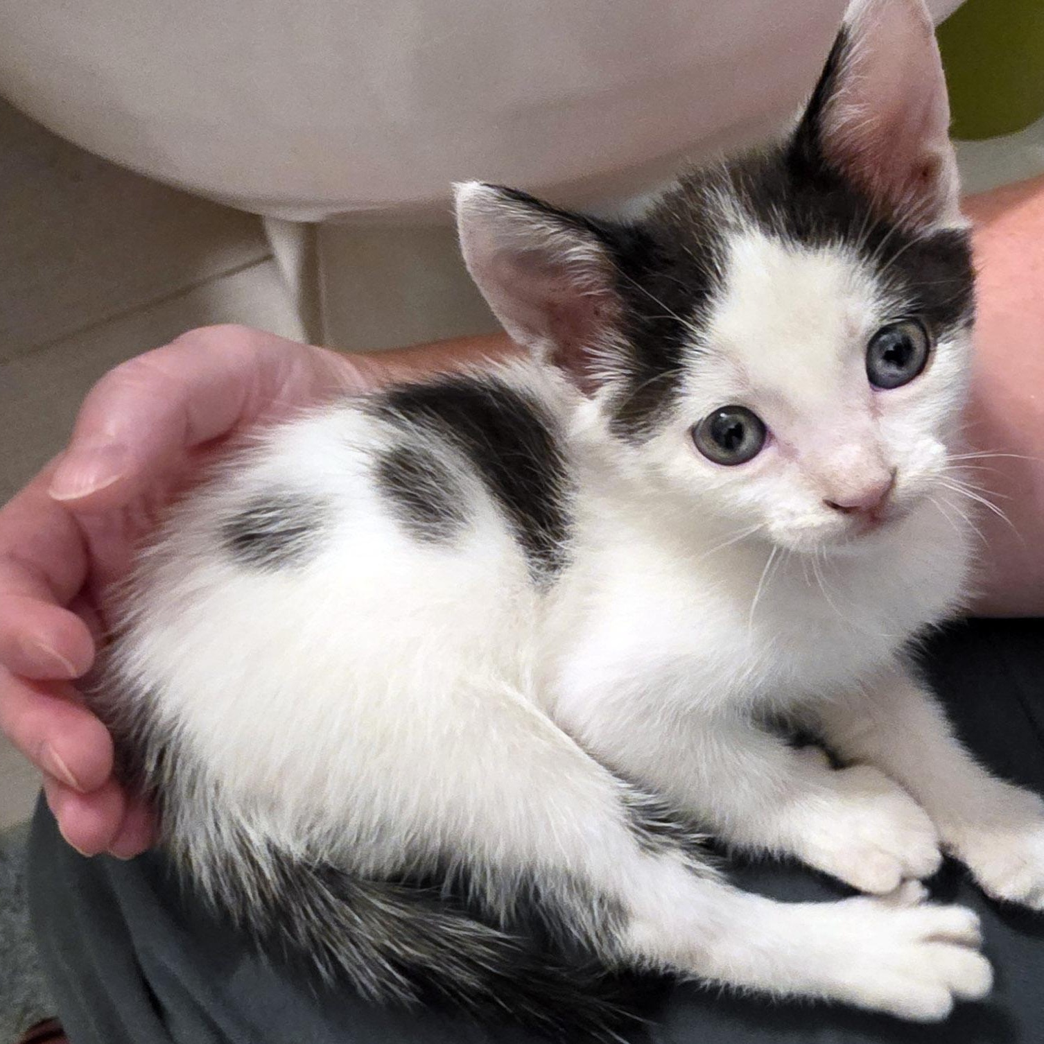 Enlarge Ira, a Adoptable mixed breed in Chicago, IL image 3/6