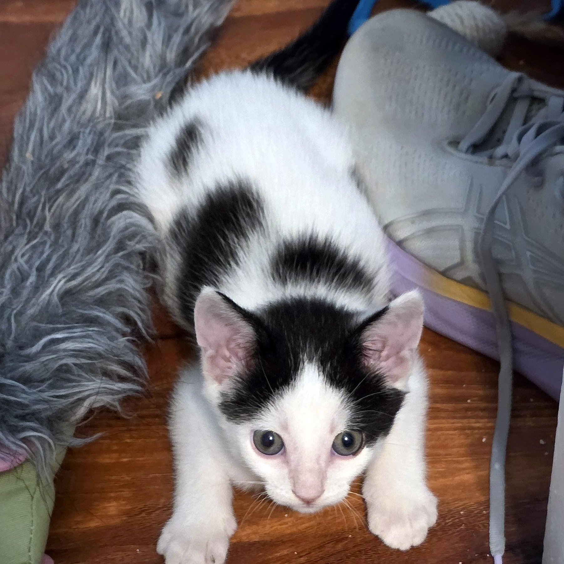 Enlarge Ira, a Adoptable mixed breed in Chicago, IL image 4/6