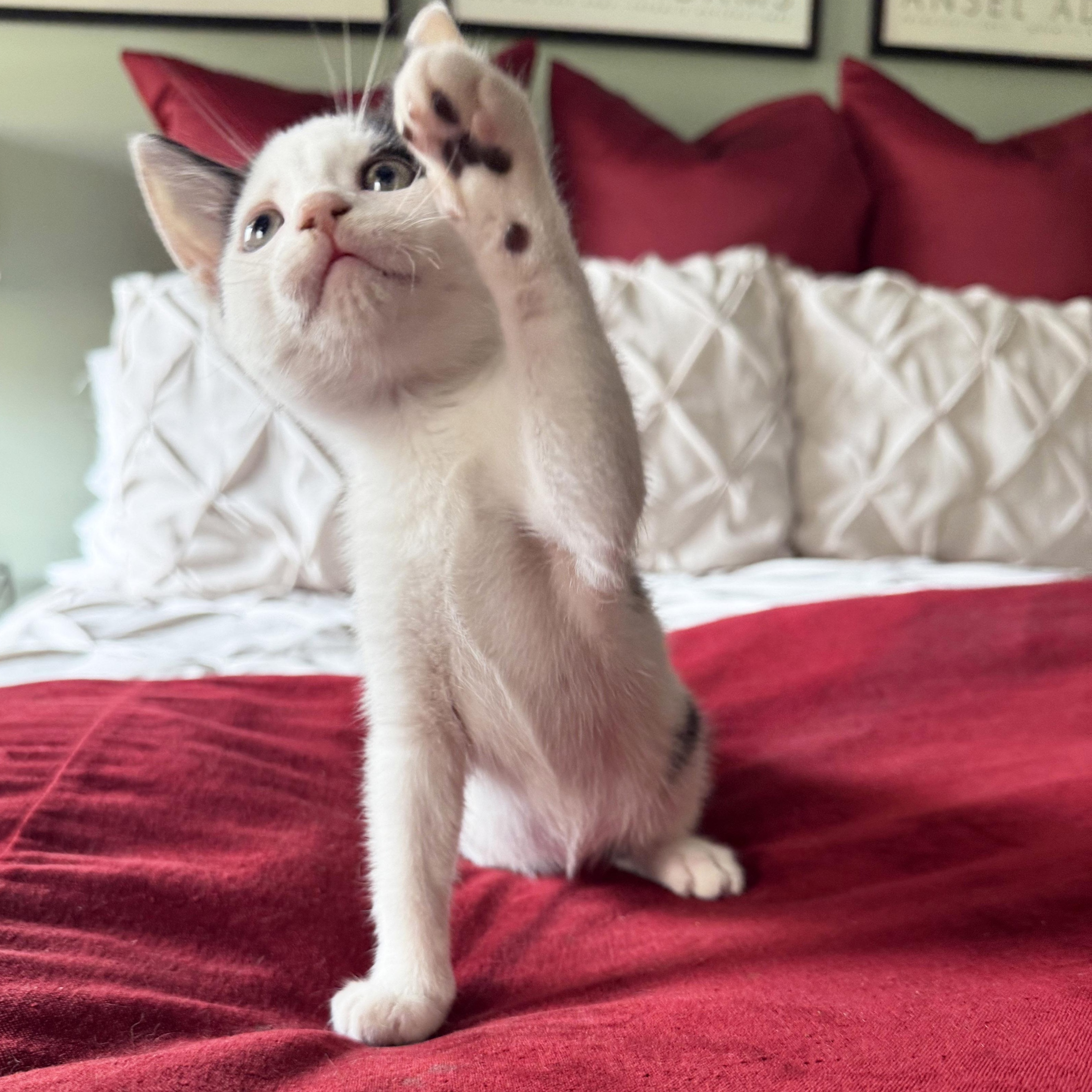 Enlarge Ira, a Adoptable mixed breed in Chicago, IL image 6/6