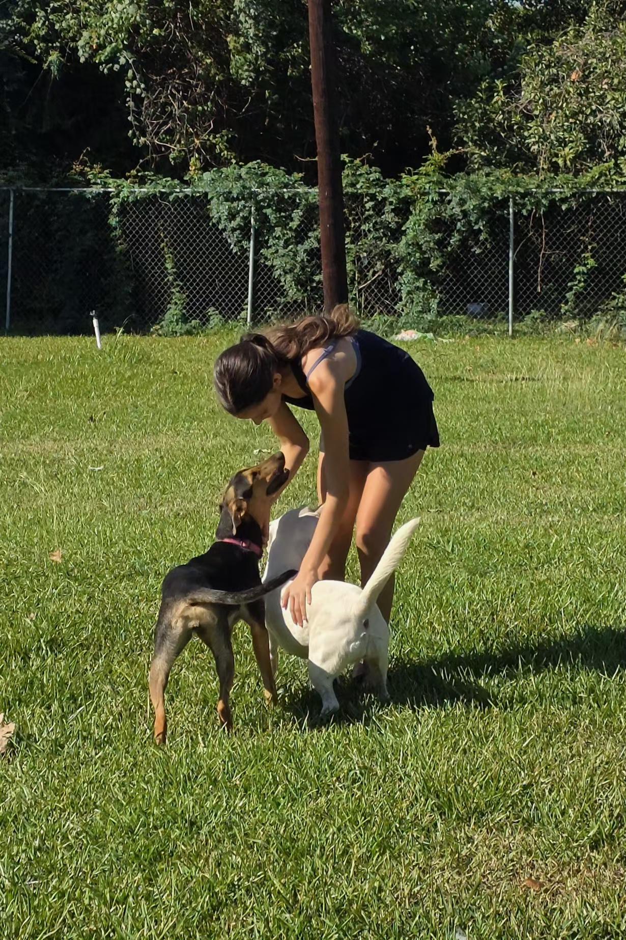 Enlarge Zoey, a Adoptable mixed breed in Dickinson, TX image 4/5
