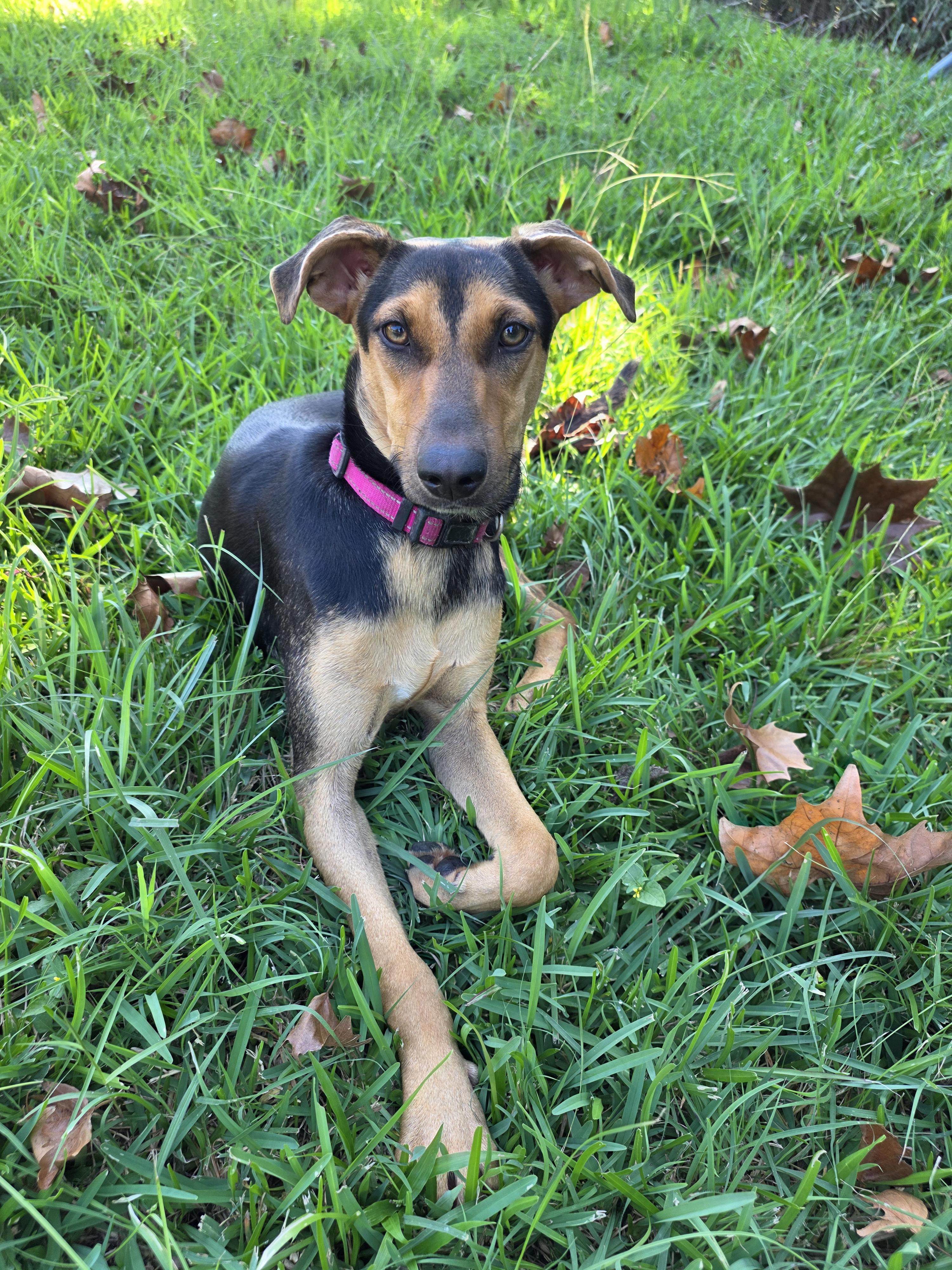 Enlarge Zoey, a Adoptable mixed breed in Dickinson, TX image 1/5
