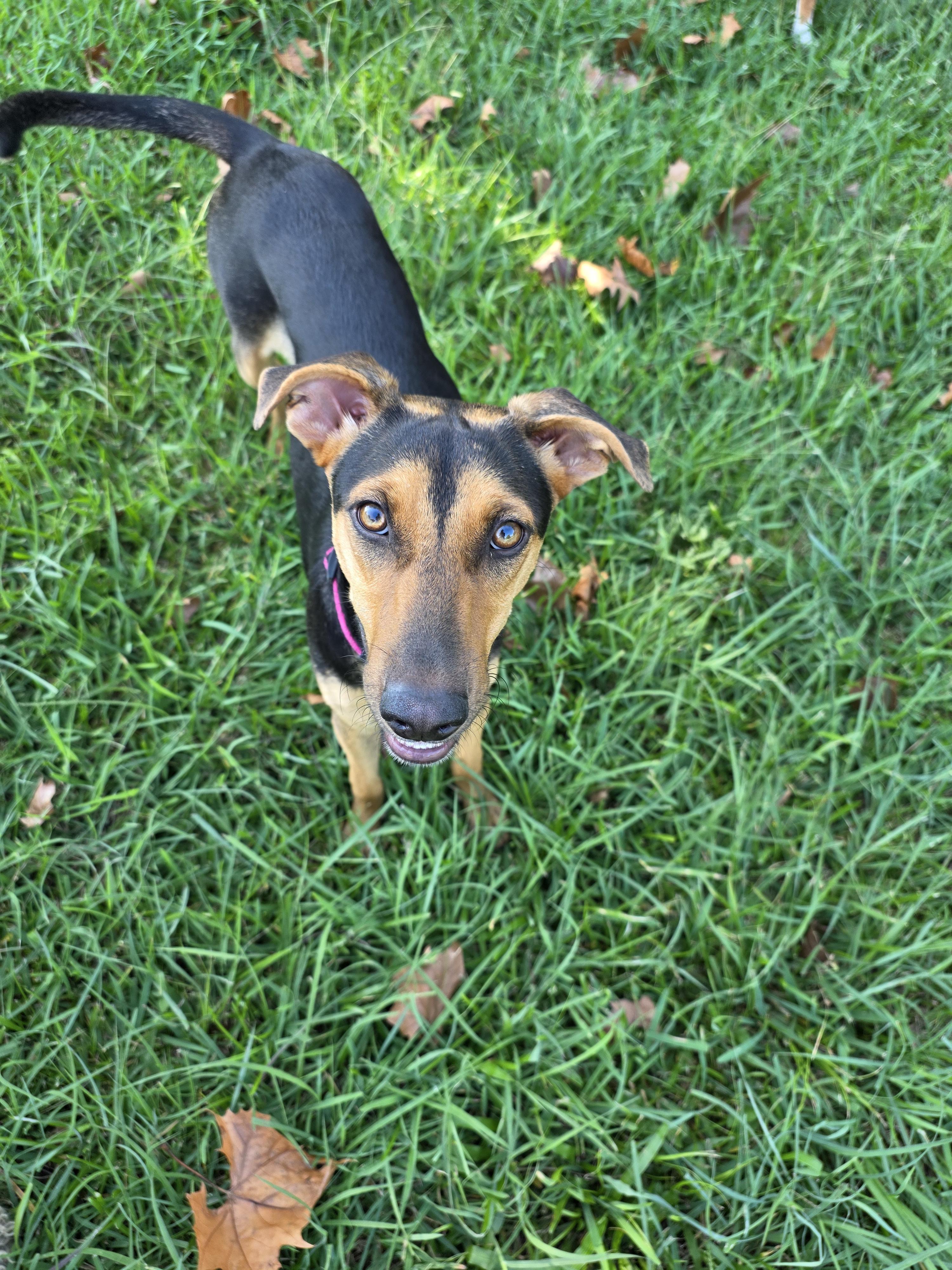 Enlarge Zoey, a Adoptable mixed breed in Dickinson, TX image 3/5