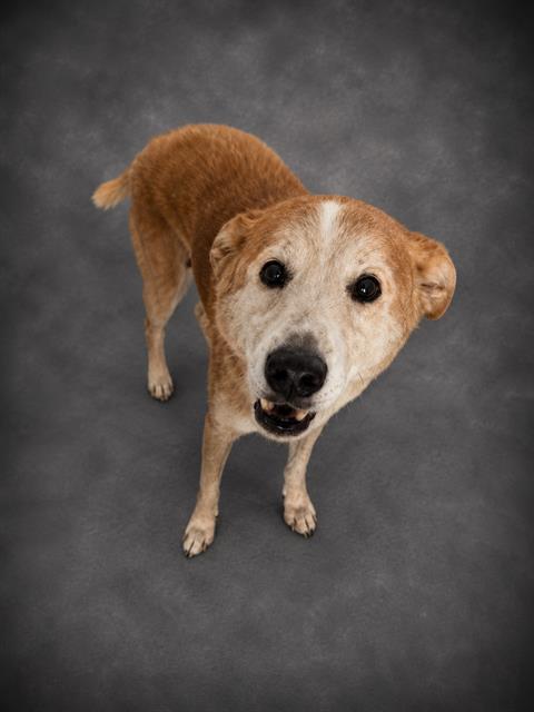 Enlarge LOLA, a Adoptable mixed breed in Winter Haven, FL image 1/1